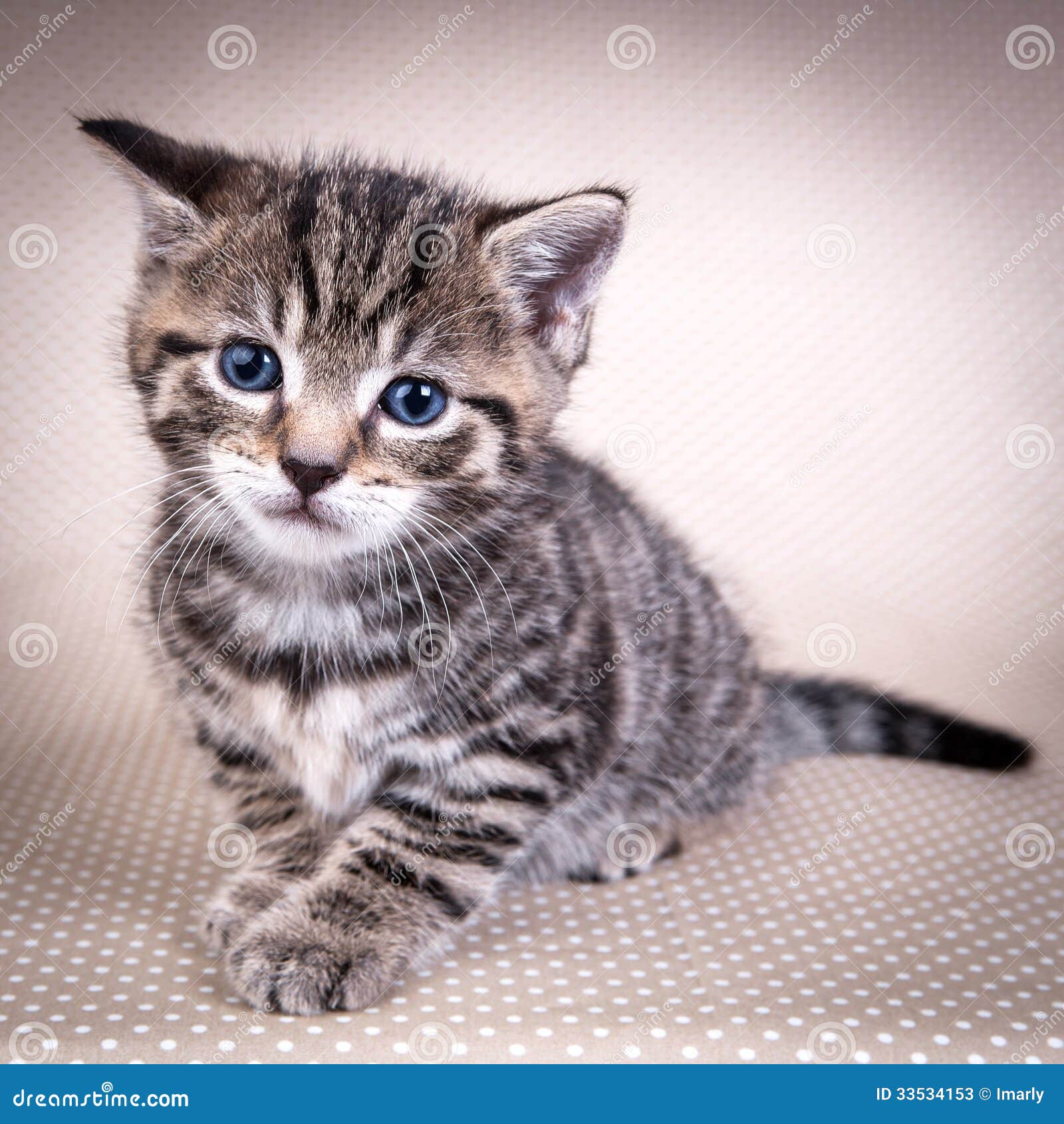 Little Cute Kitten with Blue Eyes Stock Image - Image of pretty ...