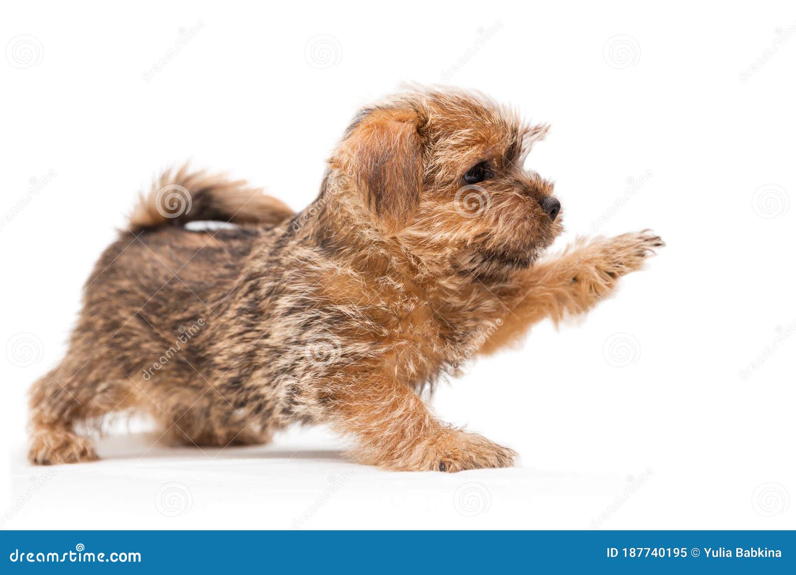 237 Puppy Norfolk Photos Free Royalty Free Stock Photos From Dreamstime