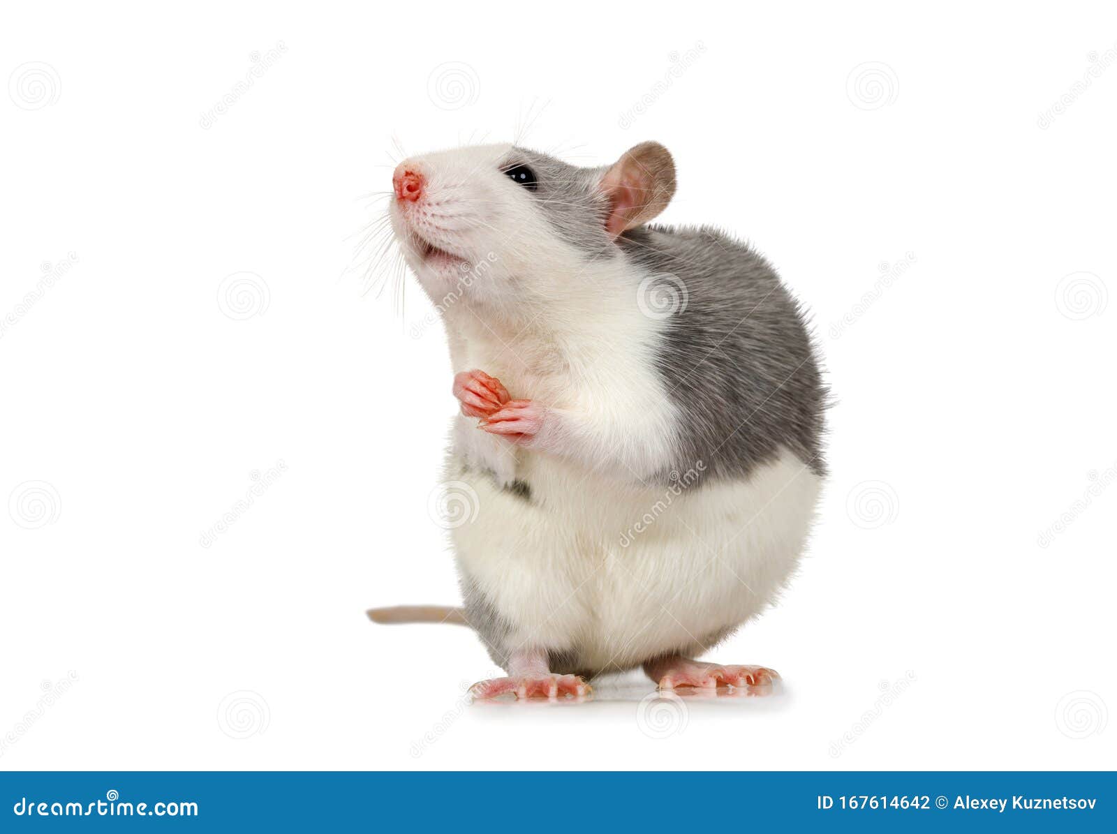 Little Cute Rat Sits on Its Hind Legs Stock Photo - Image of gray ...