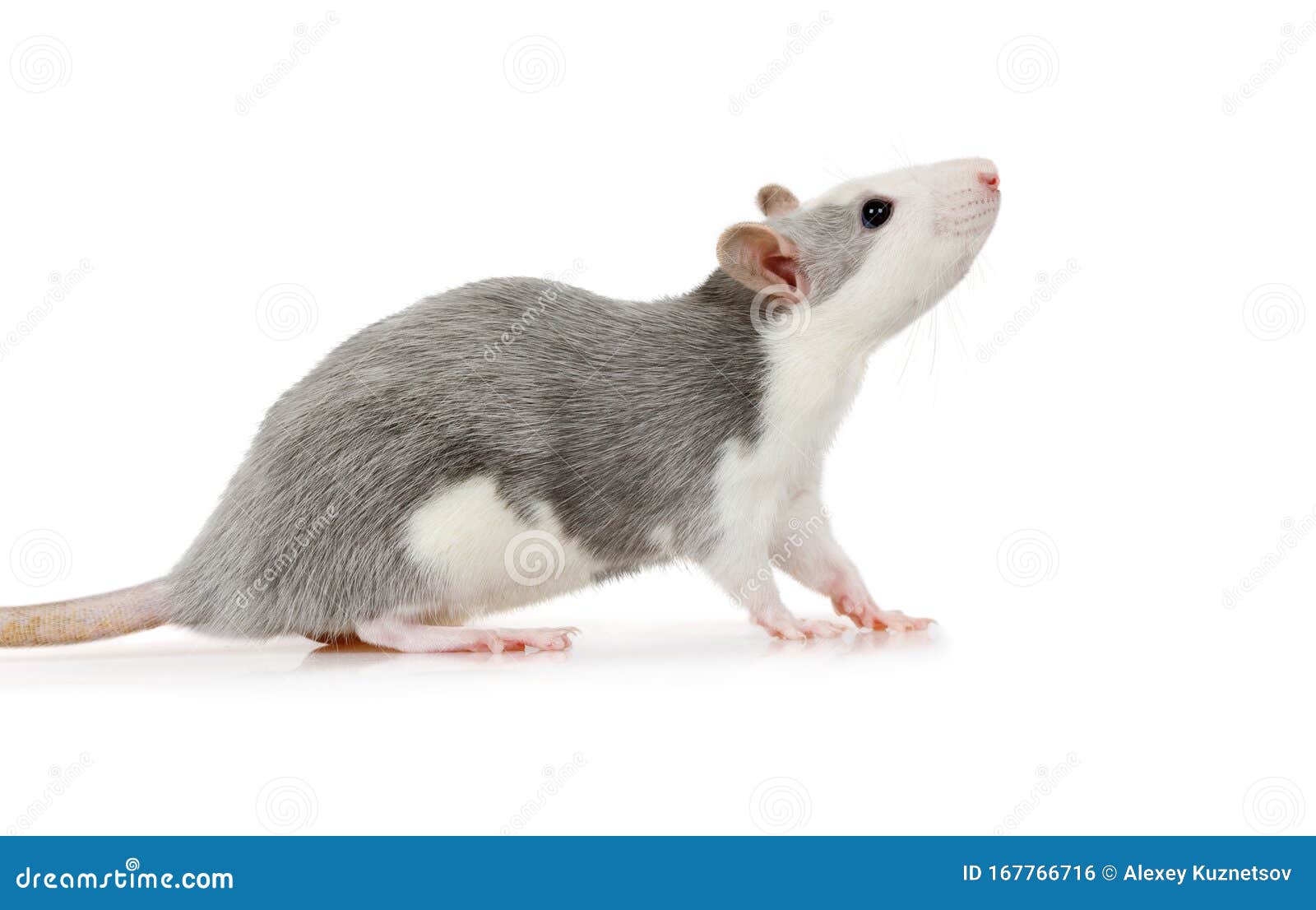 Little Cute Rat Sitting on a White Background Stock Photo - Image ...