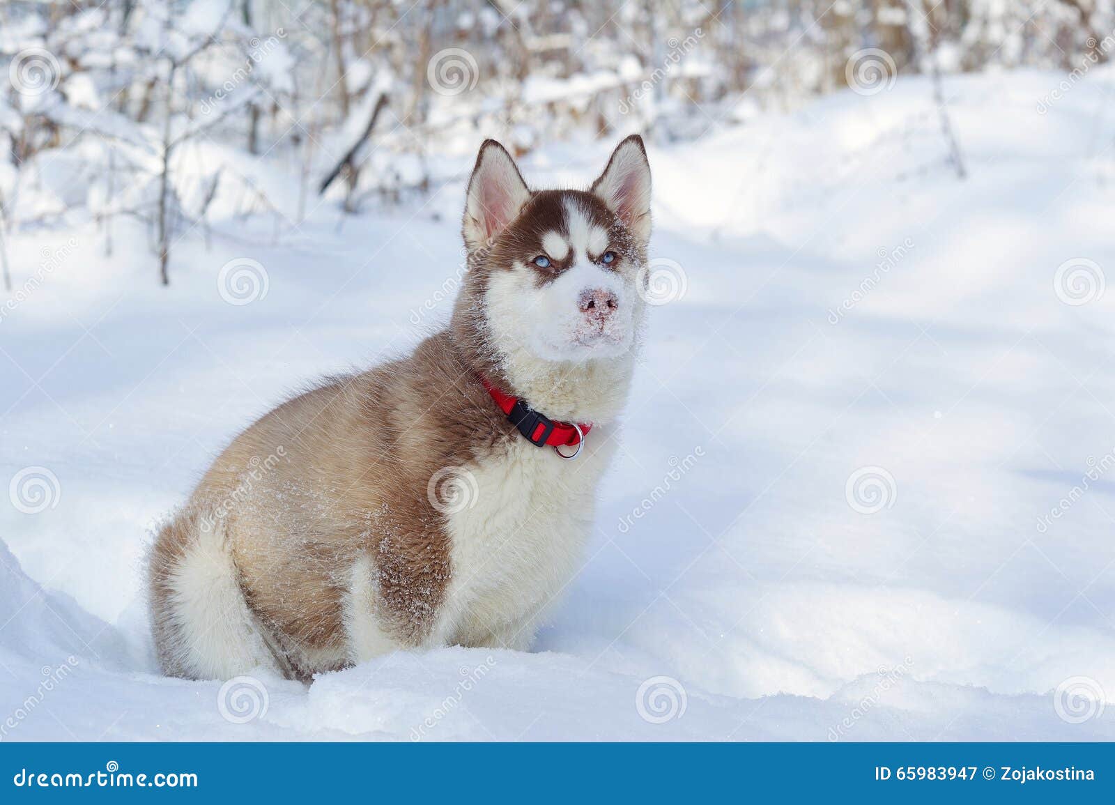 Little Cute Siberian Husky On The Snow Stock Image Image Of