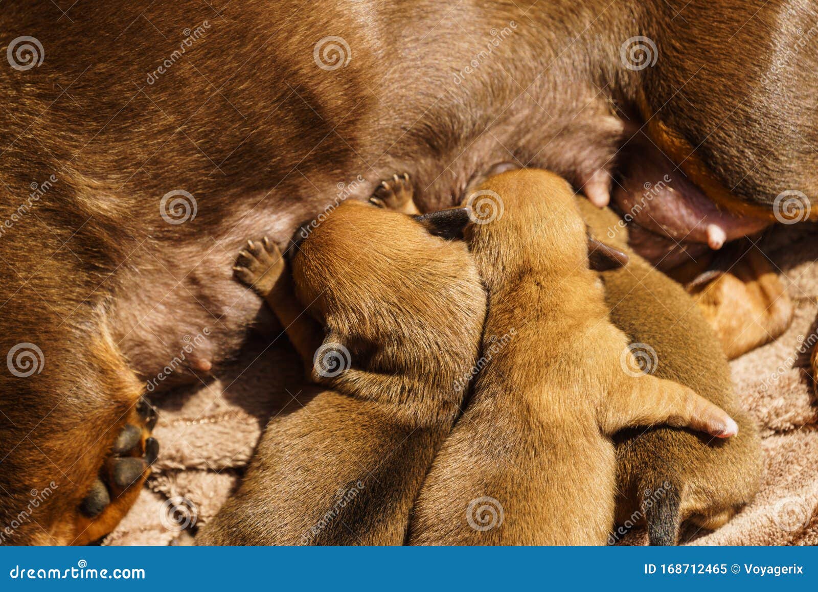 Little Dachshund Mom Feeding Puppies Newborns Stock Image