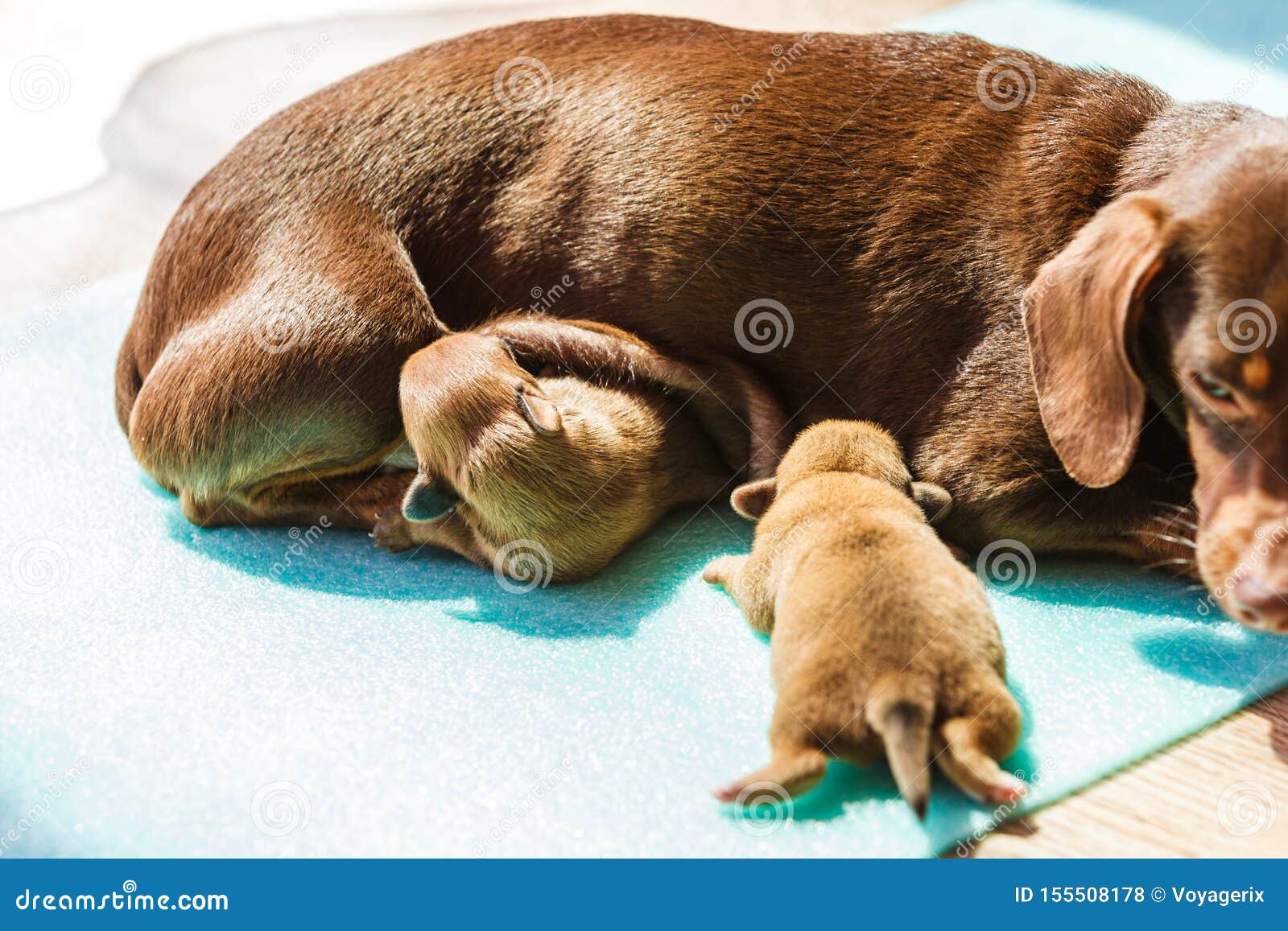 Little Dachshund Mom Feeding Puppies Newborns Stock Photo