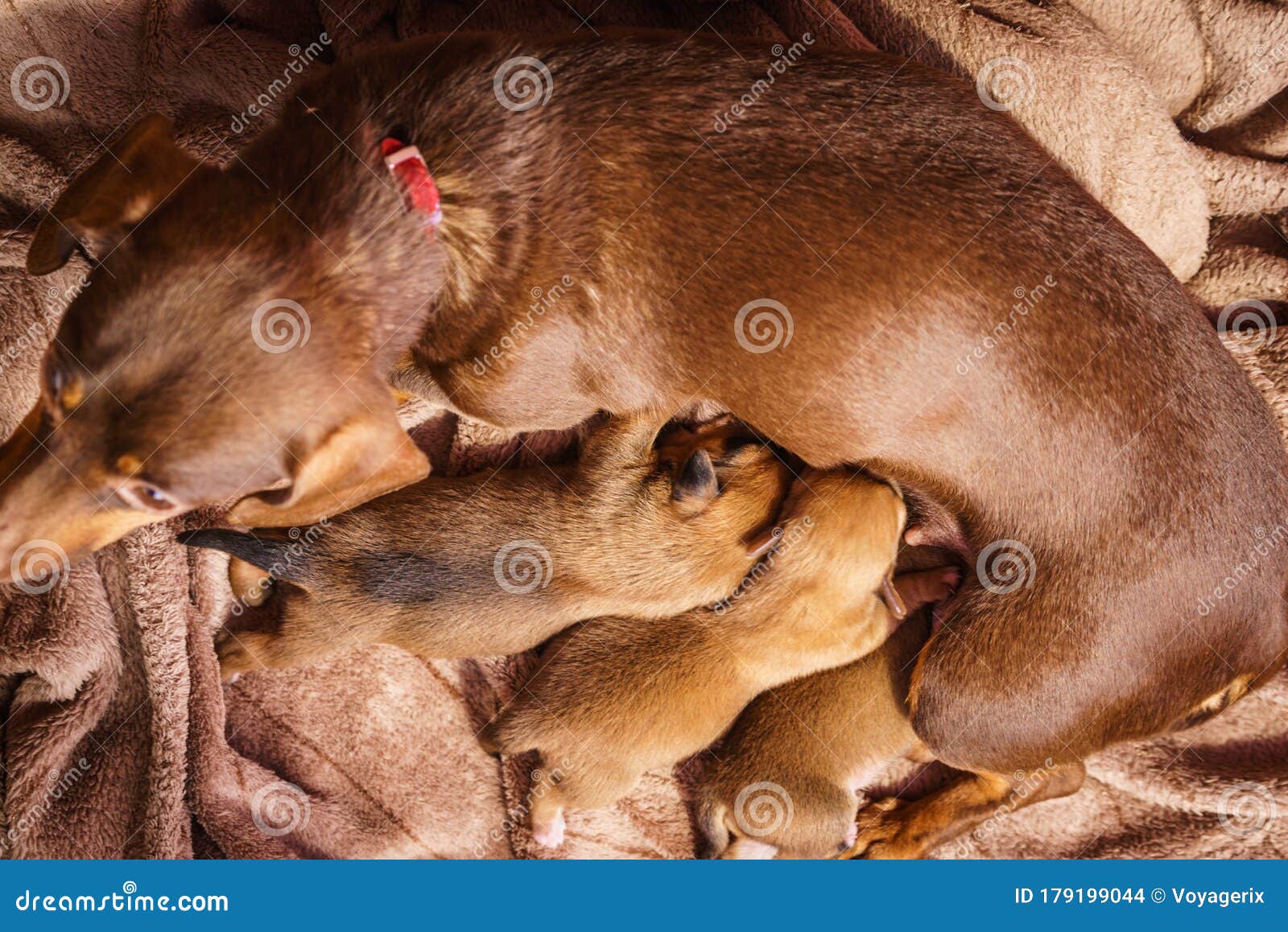 Little Dachshund Mom Feeding Puppies Newborns Stock Photo