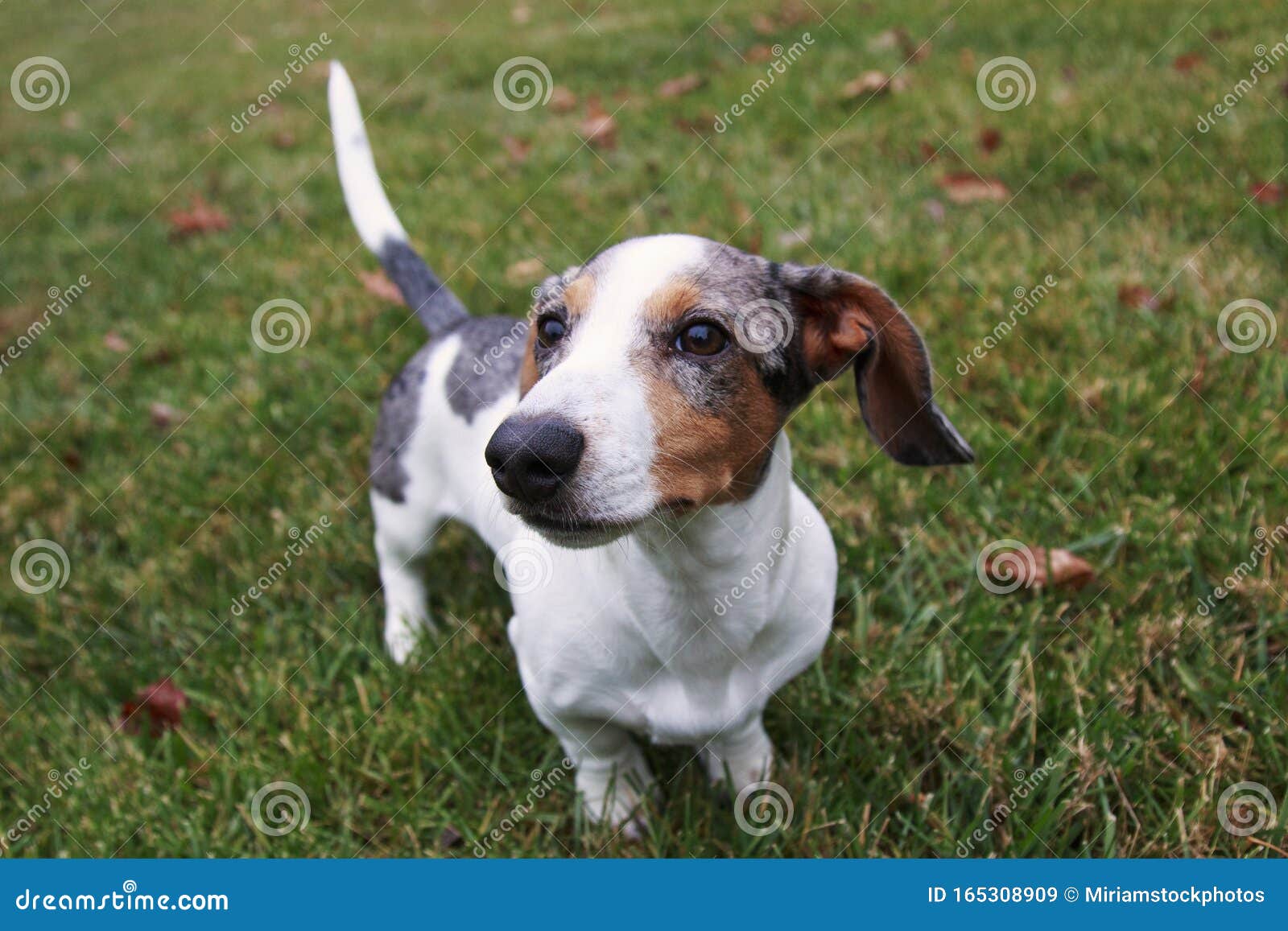 silver dapple dachshund