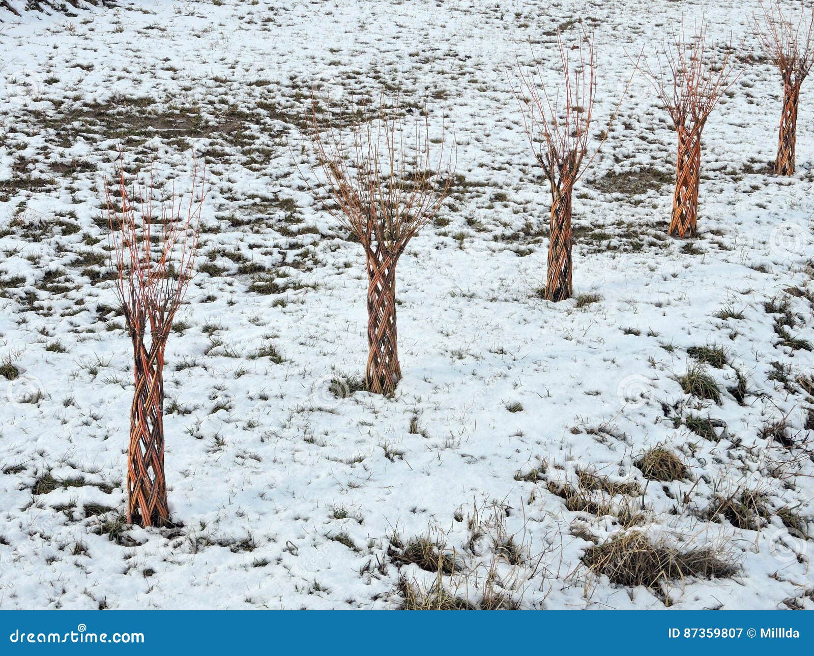 Little decorative trees stock image. Image of spring 87359807