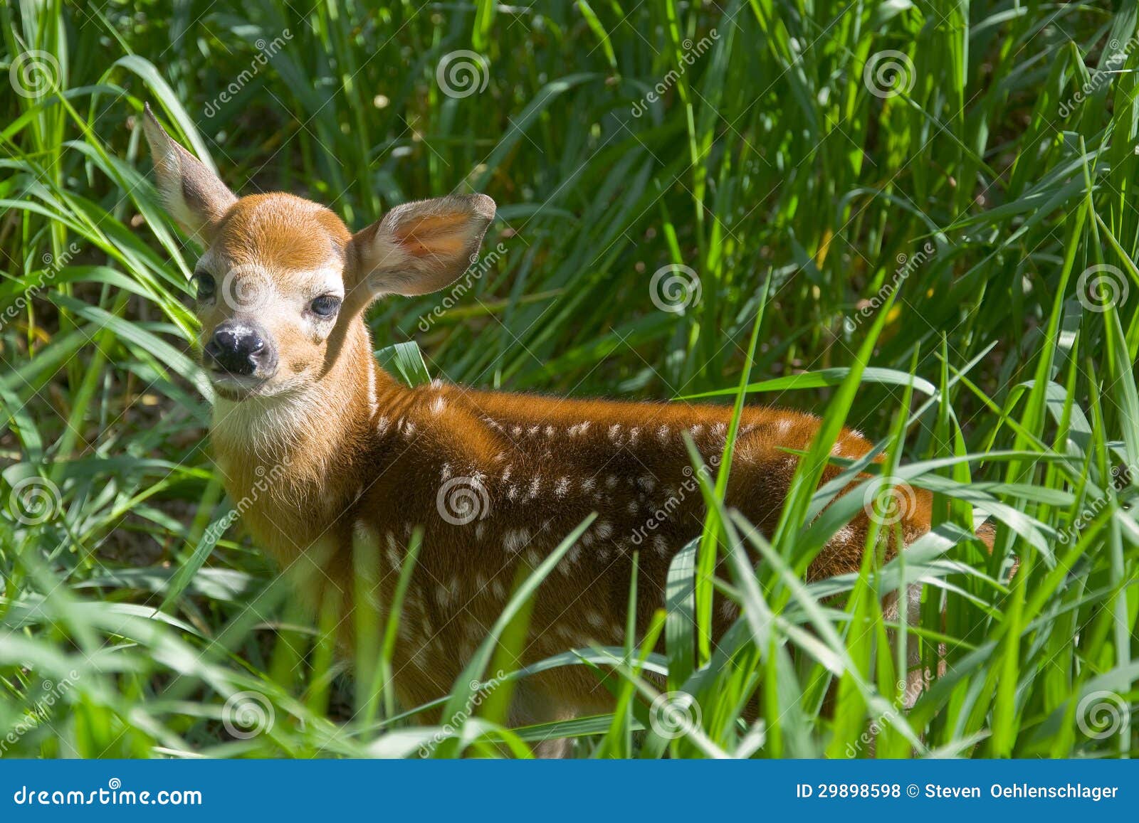 Little deer stock photo. Image of little, whitetailed 29898598