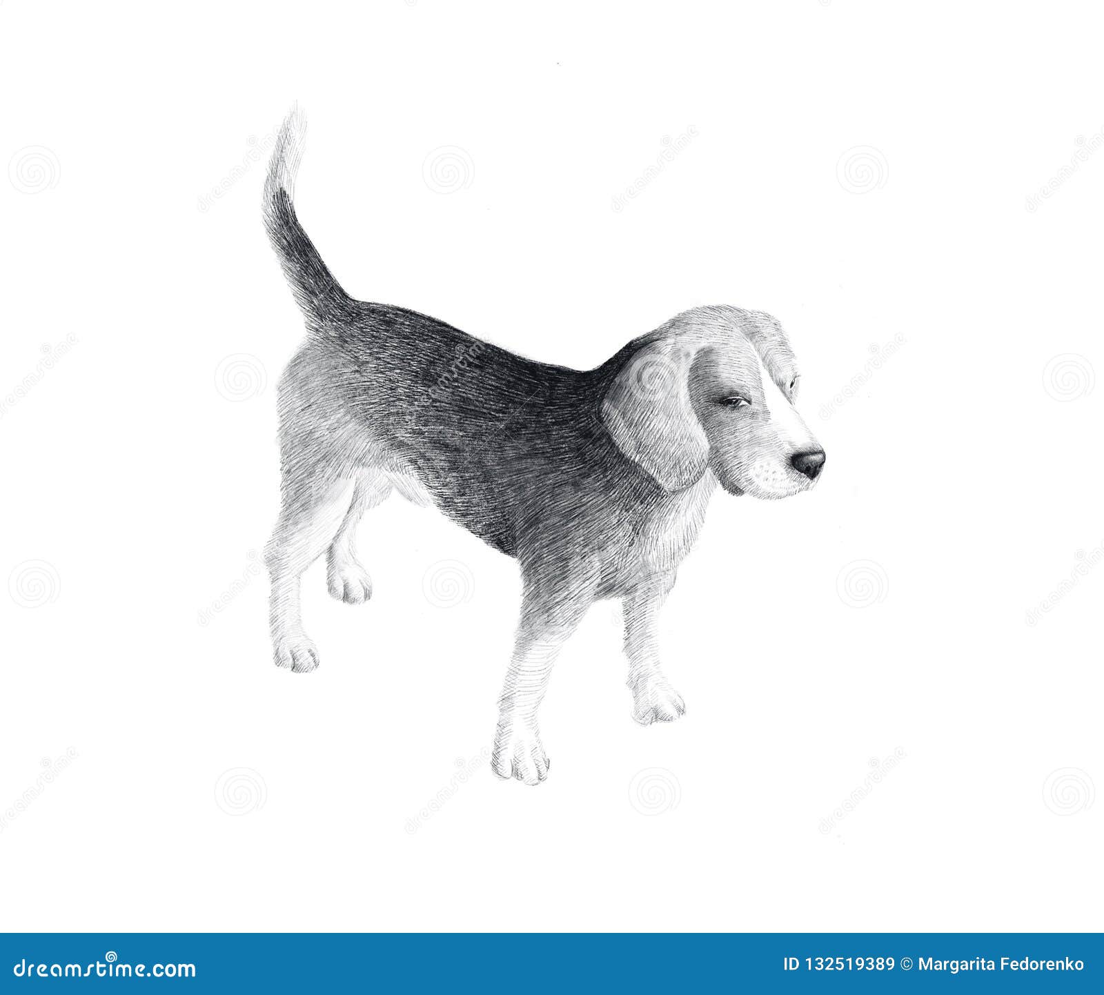 Little Dog Breed Beagle Sketch Graphics Black And White Drawing Hand Drawn Dog Doodle Stock Image Image Of Portrait Decorative 132519389
