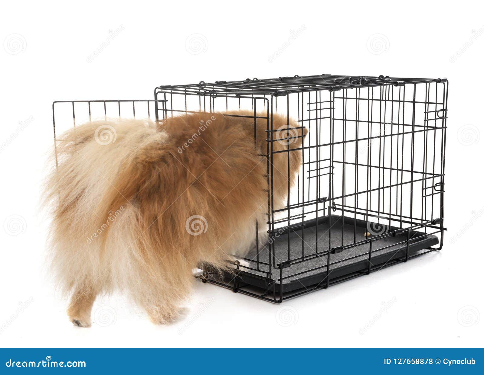 Little dog in cage stock photo. Image of back, crate 127658878