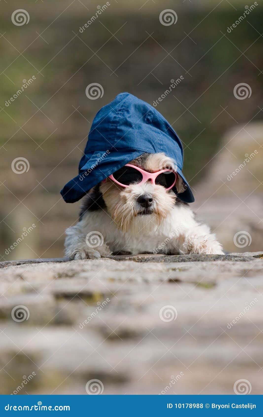 little dog sunglasses