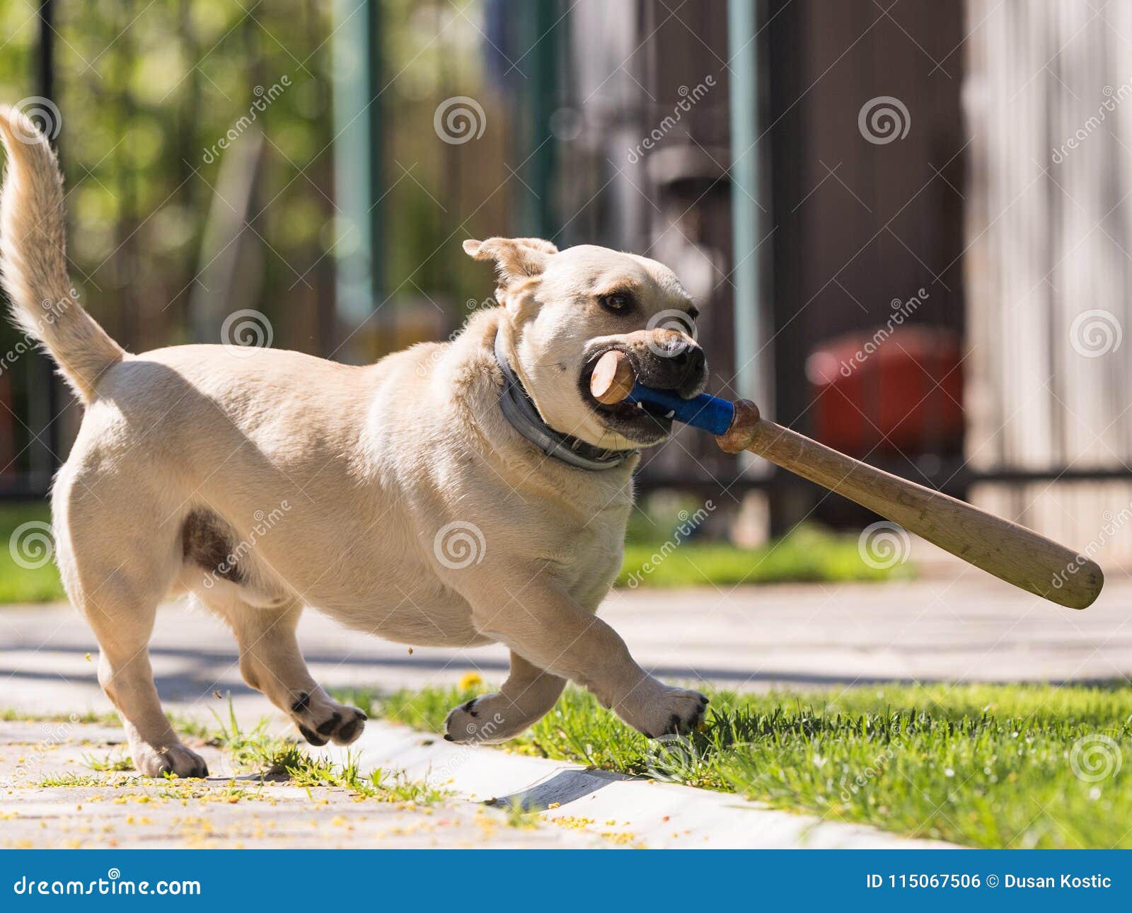 Little Dog Playing in the Backyard with a Baseball Bat Stock Photo