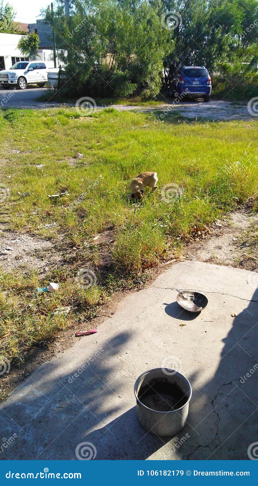 little dog playing on the grass