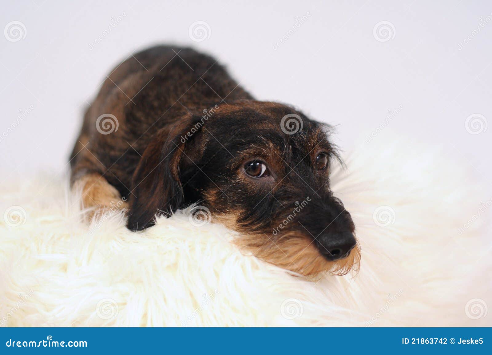 Little dog on sheepskin stock photo. Image of doggie 21863742