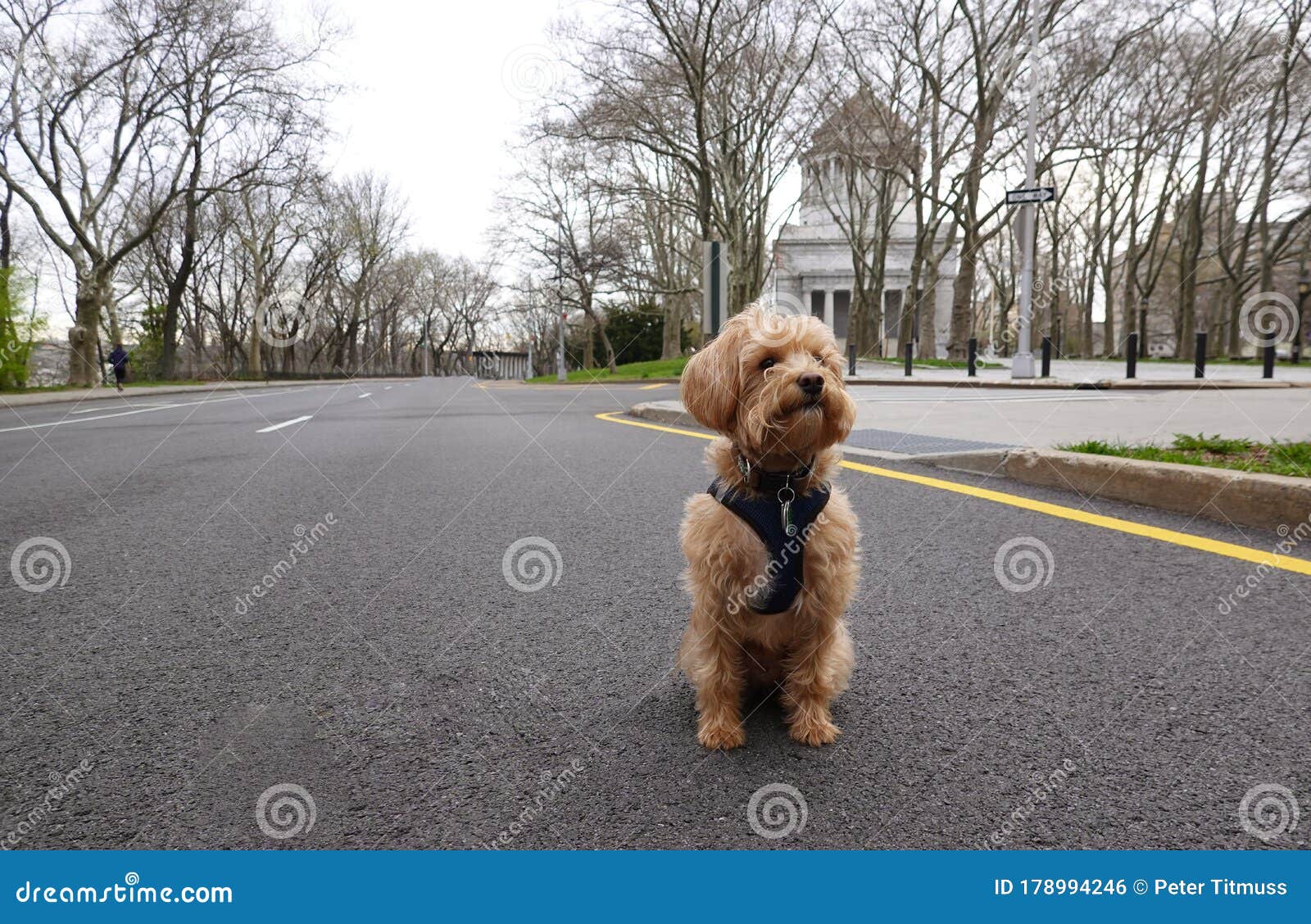 Little Dog Sitting Alone On A Manhattan 