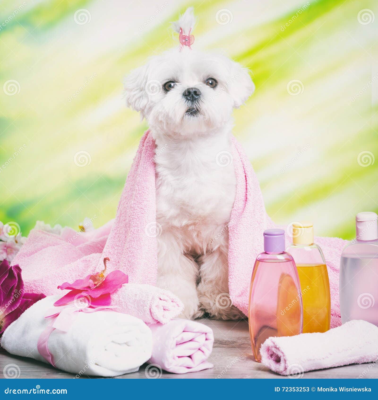 Little dog at spa stock image. Image of health, portrait 72353253