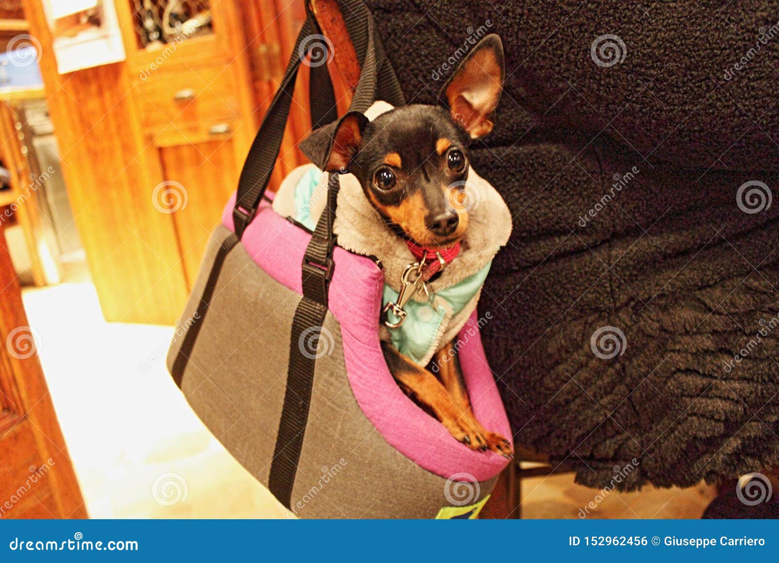 small bag for dog walking