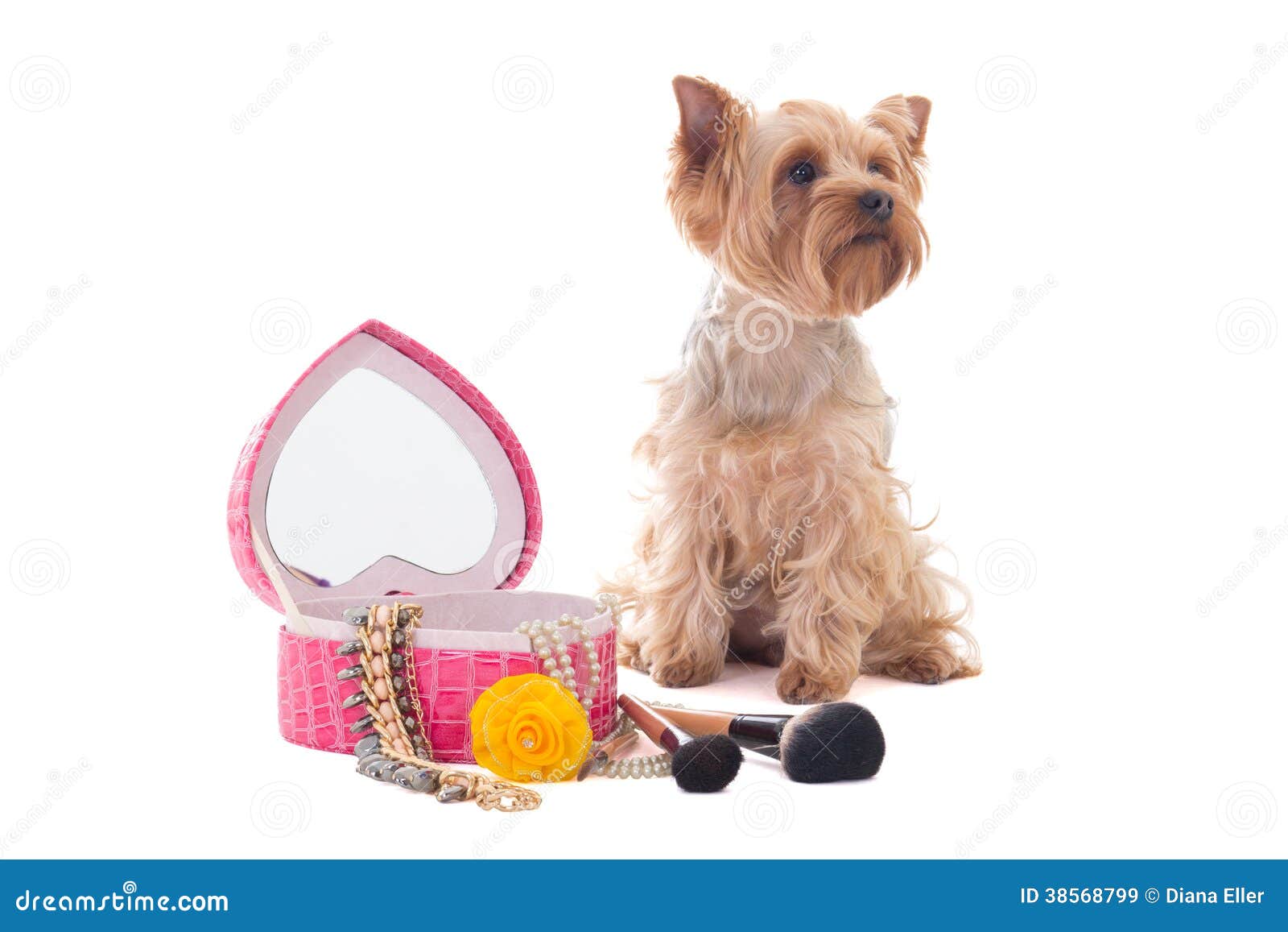 Little Dog Yorkshire Terrier With Mirror And Make Up Brushes Iso Stock