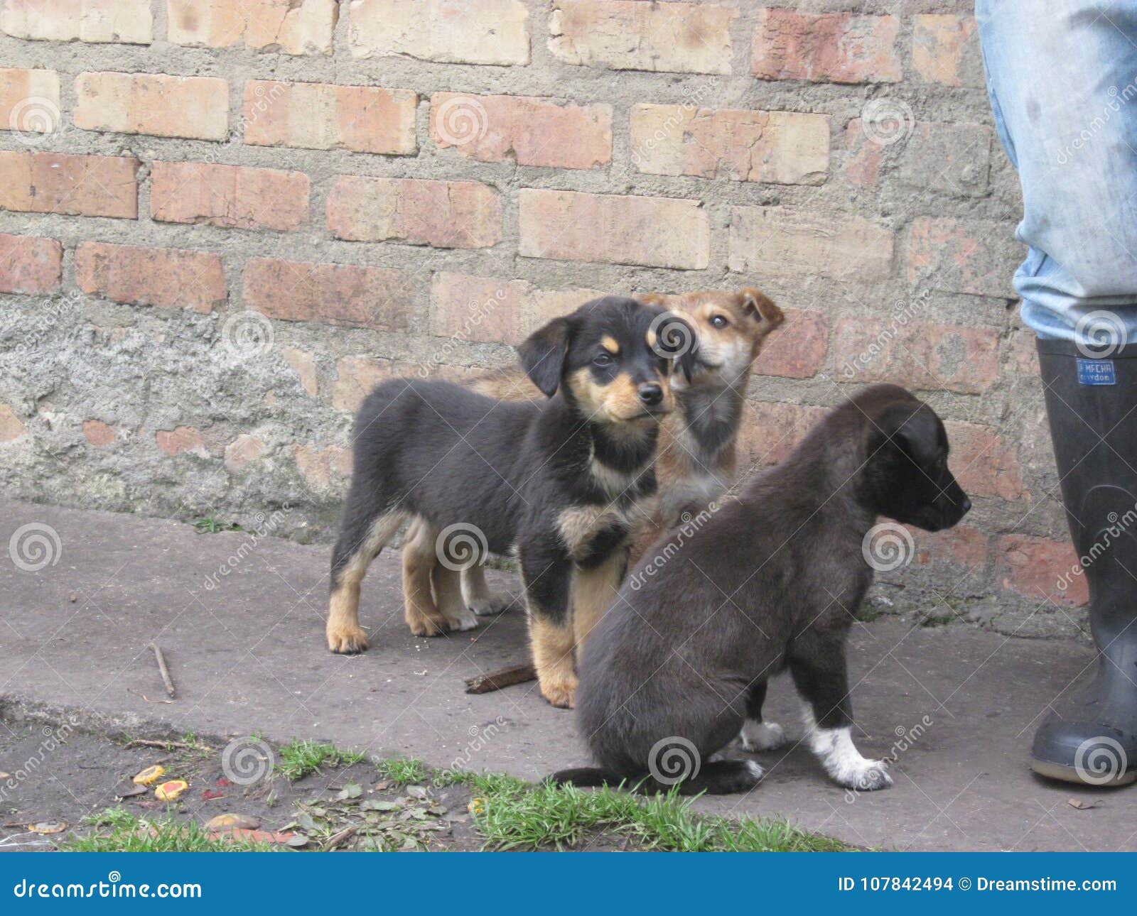 little dogs in the nature