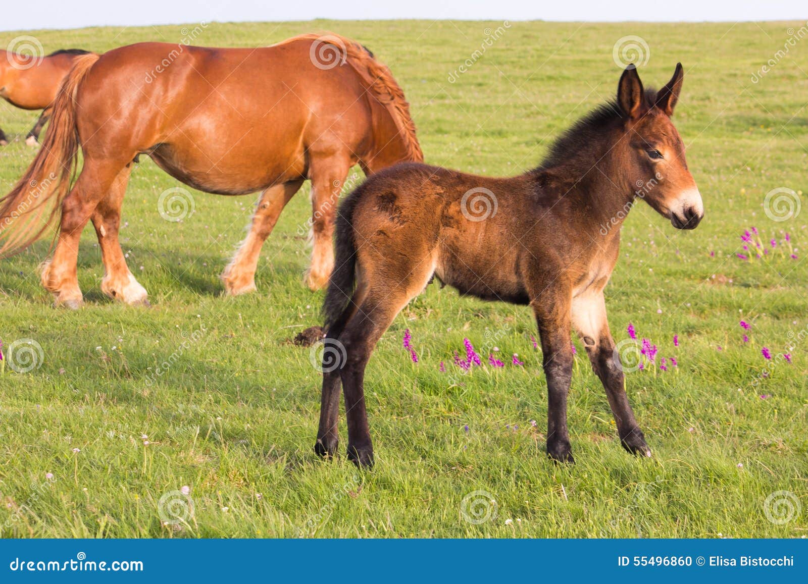 Little donkey and horse stock photo. Image of horse, umbria - 55496860