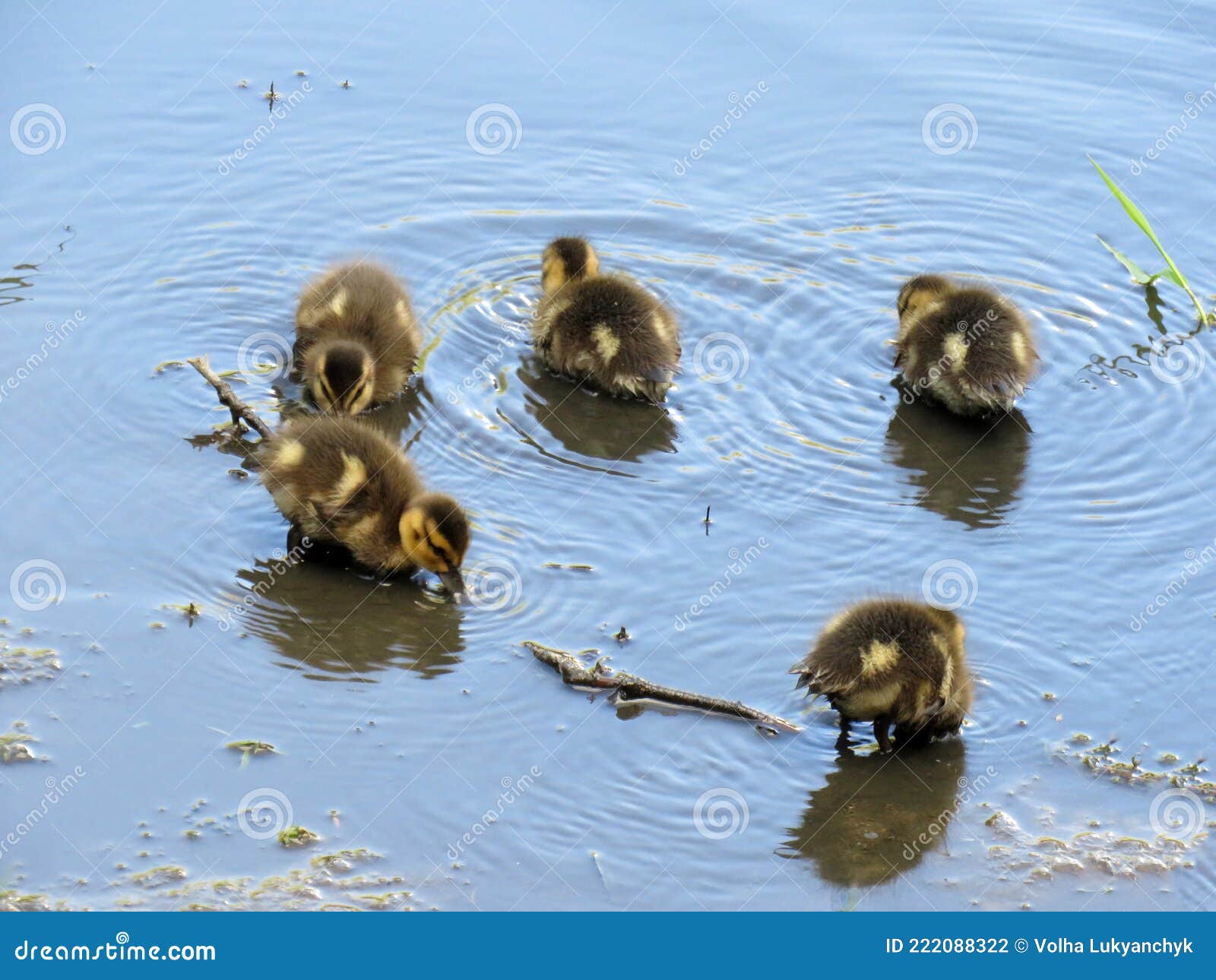 little ducklings in the river dubrovenka