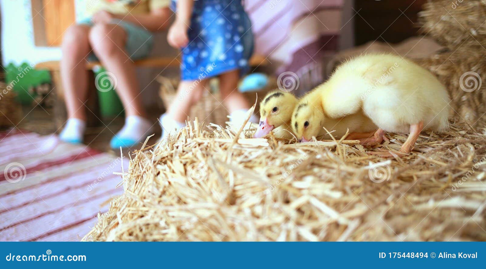 little ducklings, rustic-style house for easter