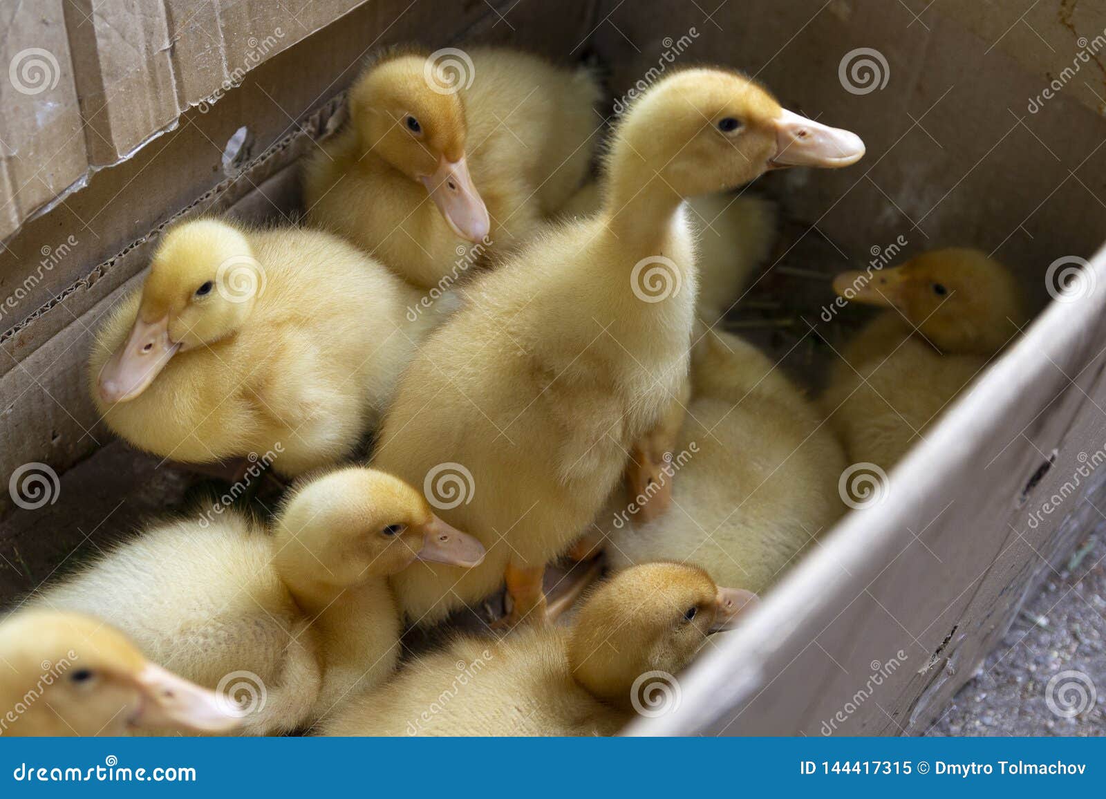 Little Ducks are in a Cardboard Box Stock Image Image of chick, comb 144417315