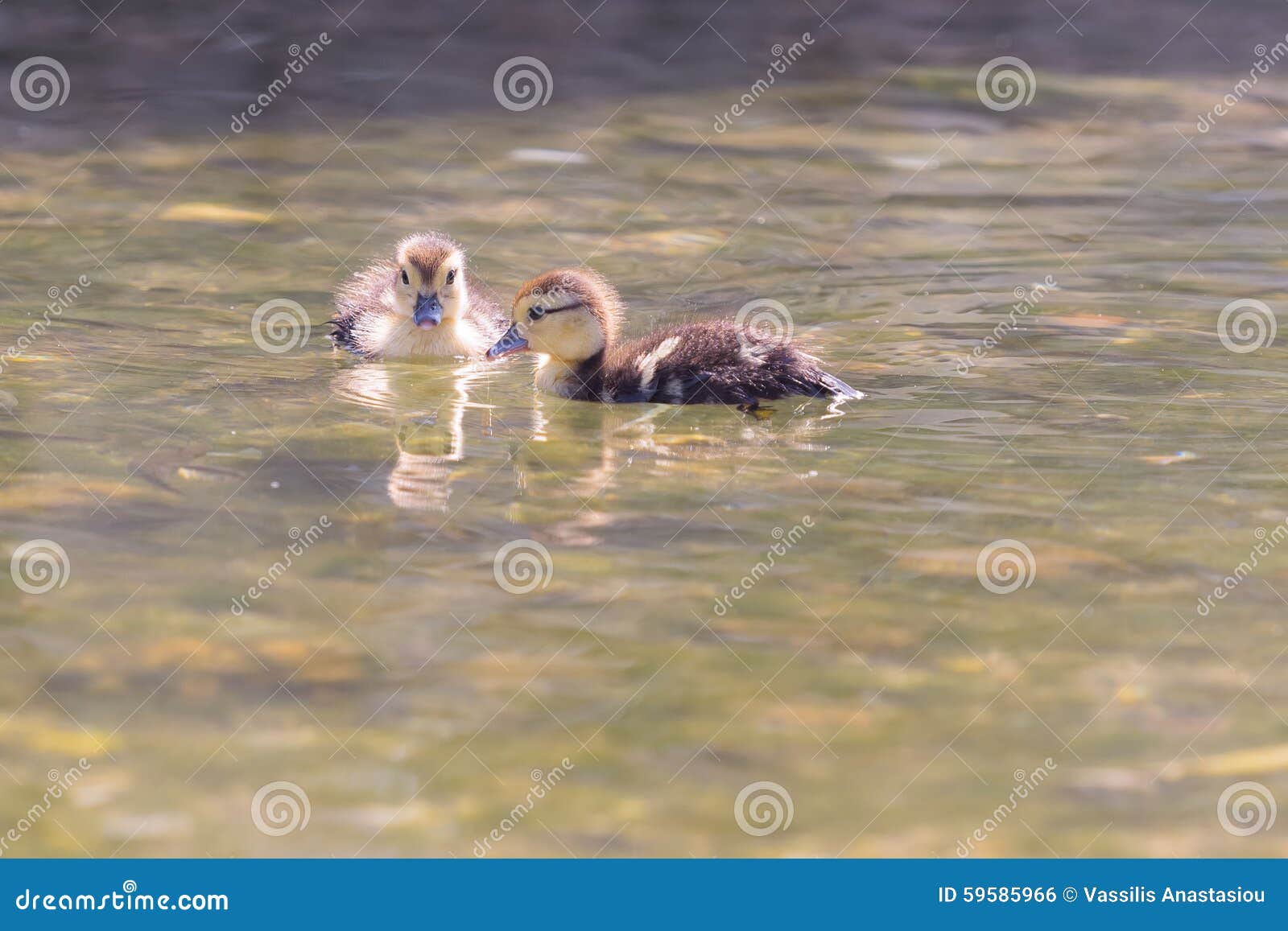 Little Ducks Swimming at a Beach in Paros Island. Stock Photo - Image