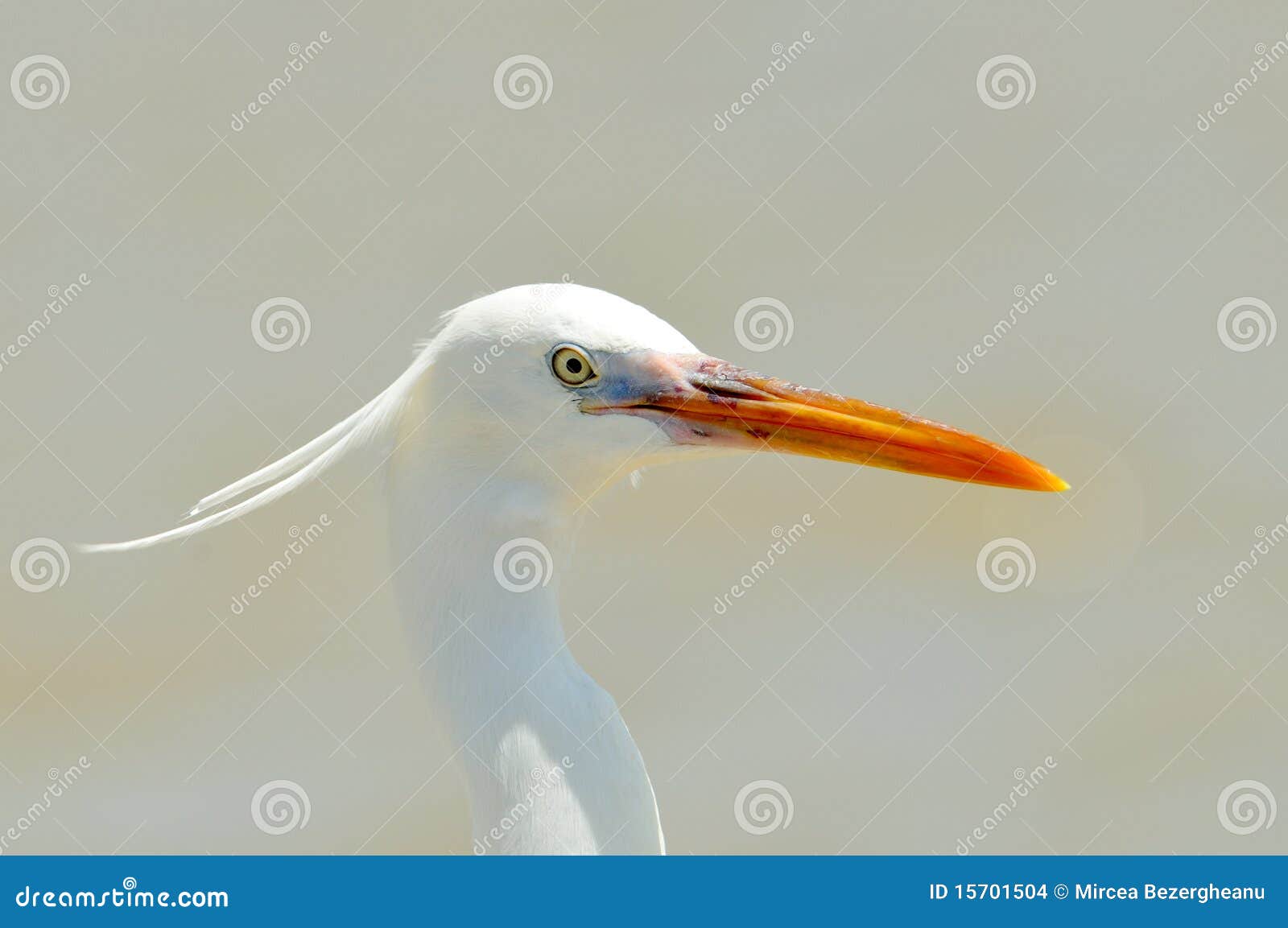 little egret (egretta garzetta)