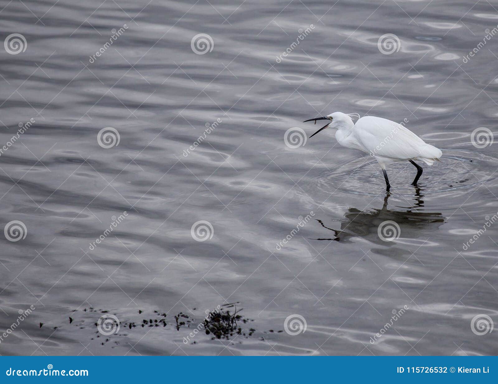 little egret egretta garzetta