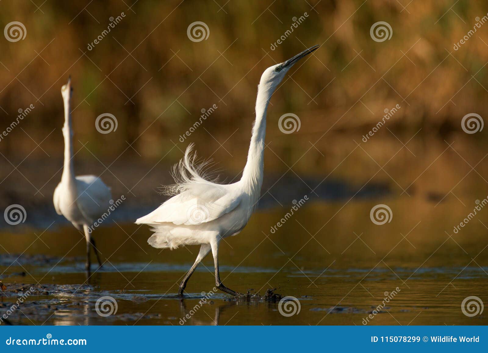Little Egret Egretta Garzetta, Two Birds Mating Dance Stock Image