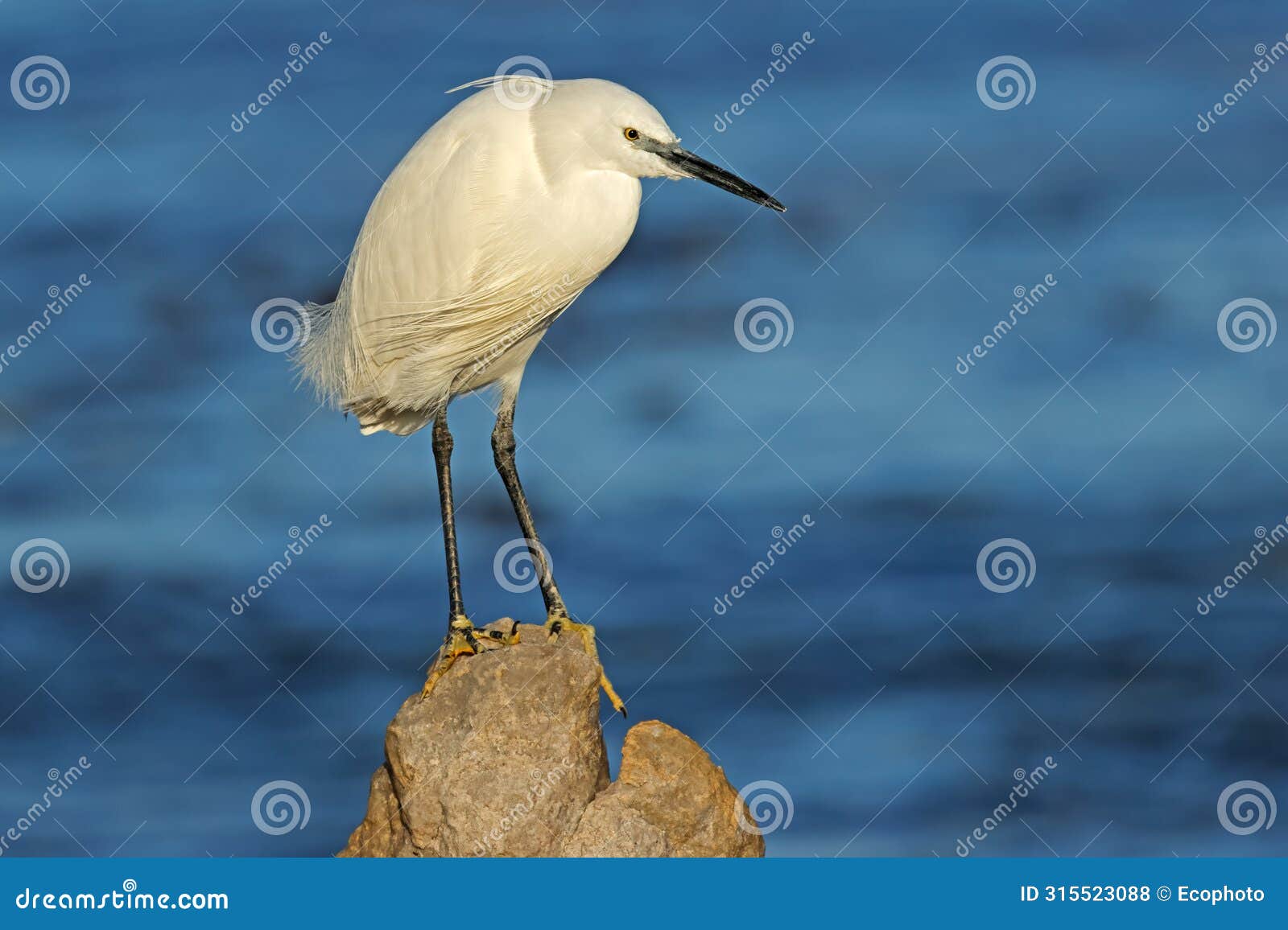 a little egret perched on a rock, south africa