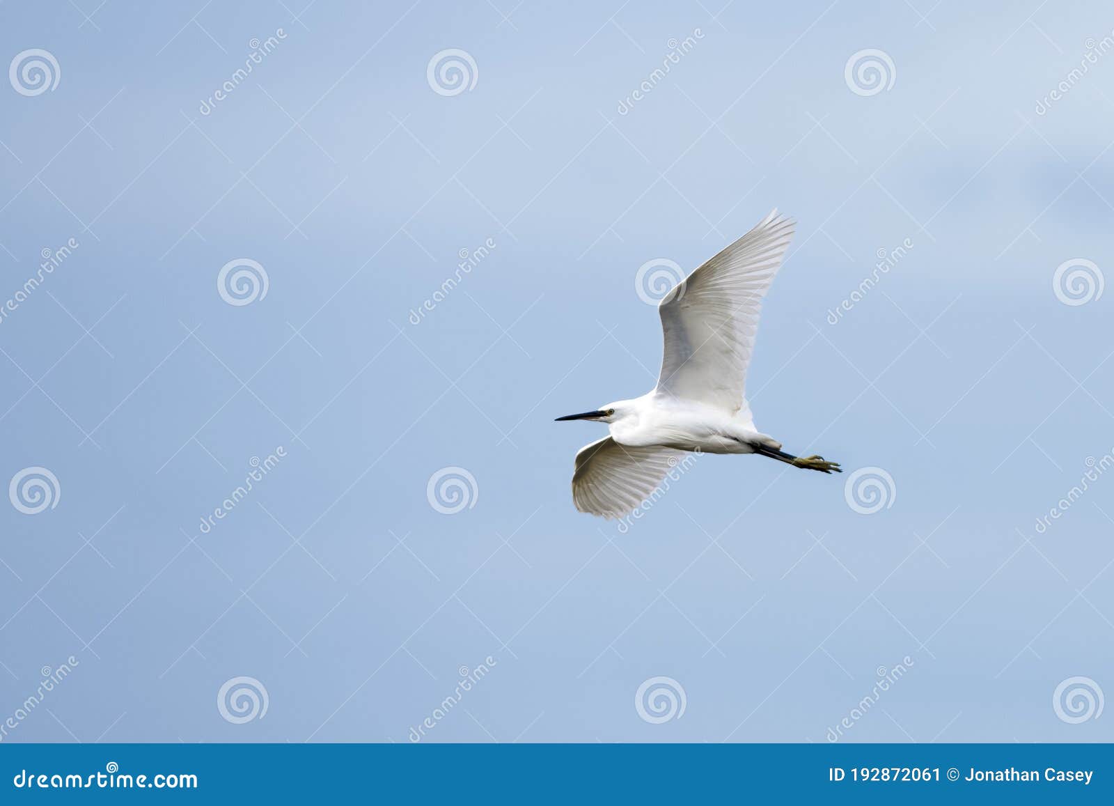 little egret in flight on blue sky