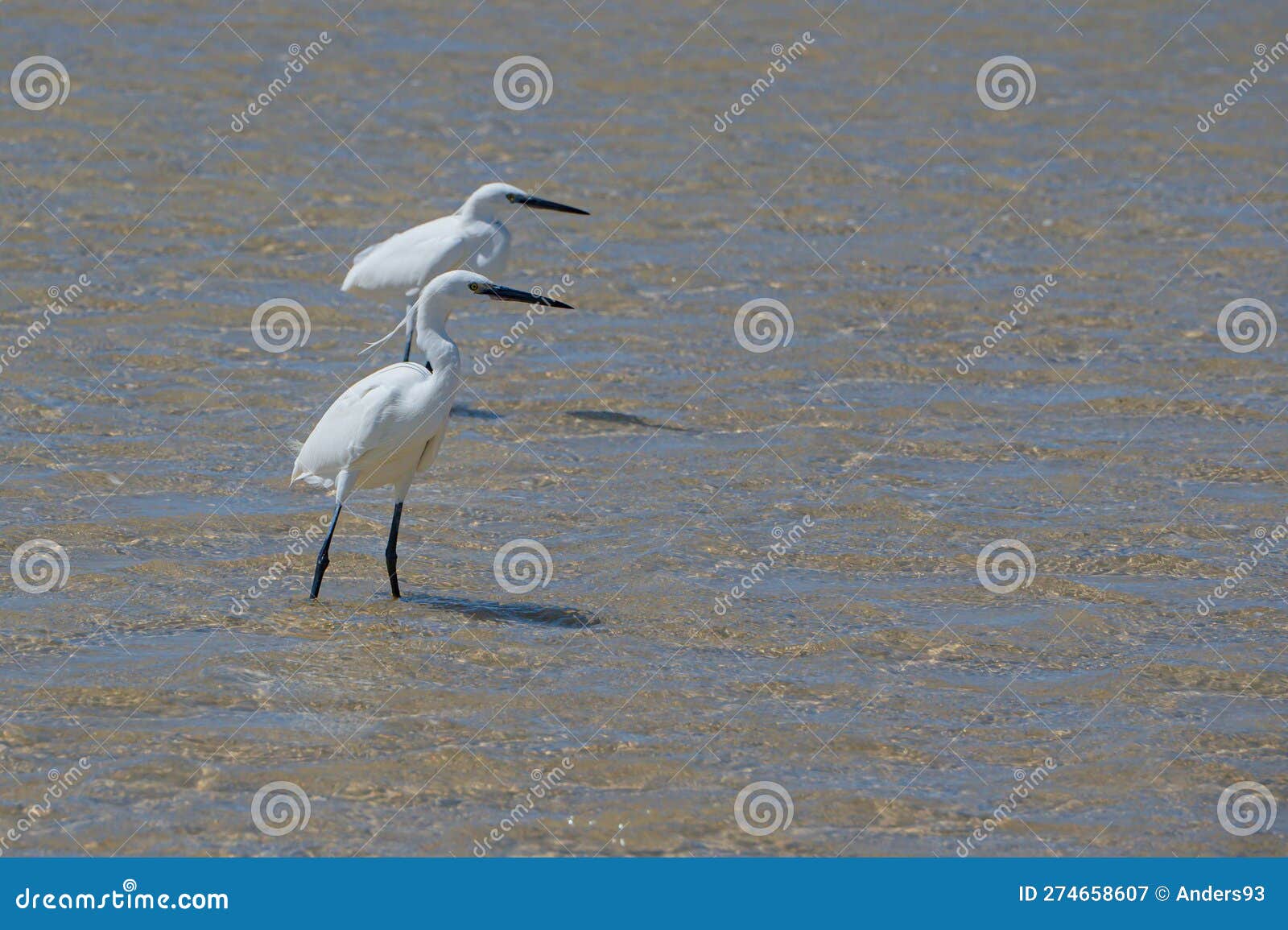 Little Egrets, Egretta Gazetta, Hunting for Fish As the Lagoon Filled ...