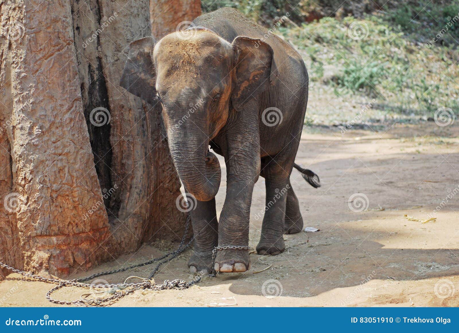 Little Elephant : aww