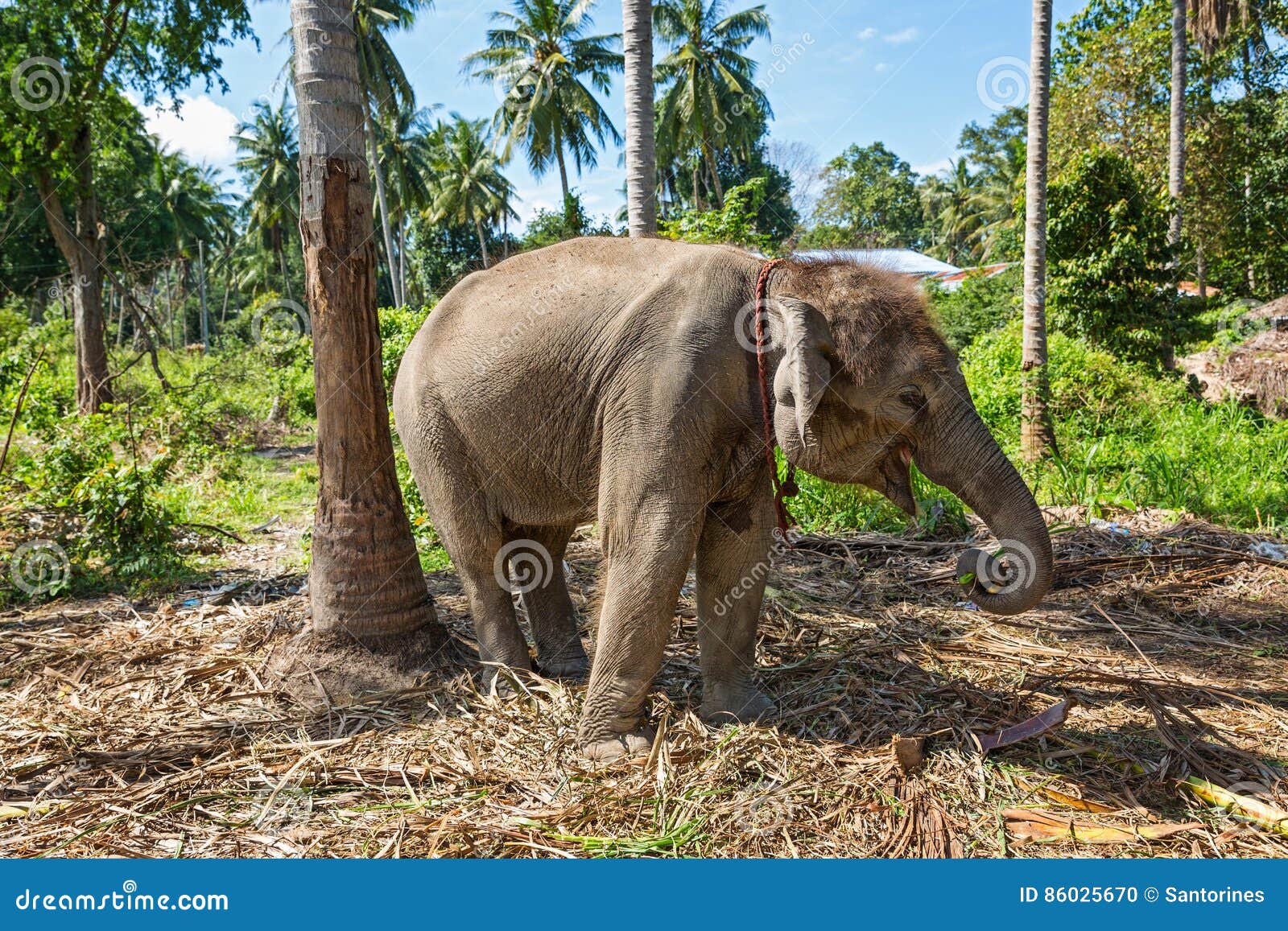 Little Elephant Adoption Package