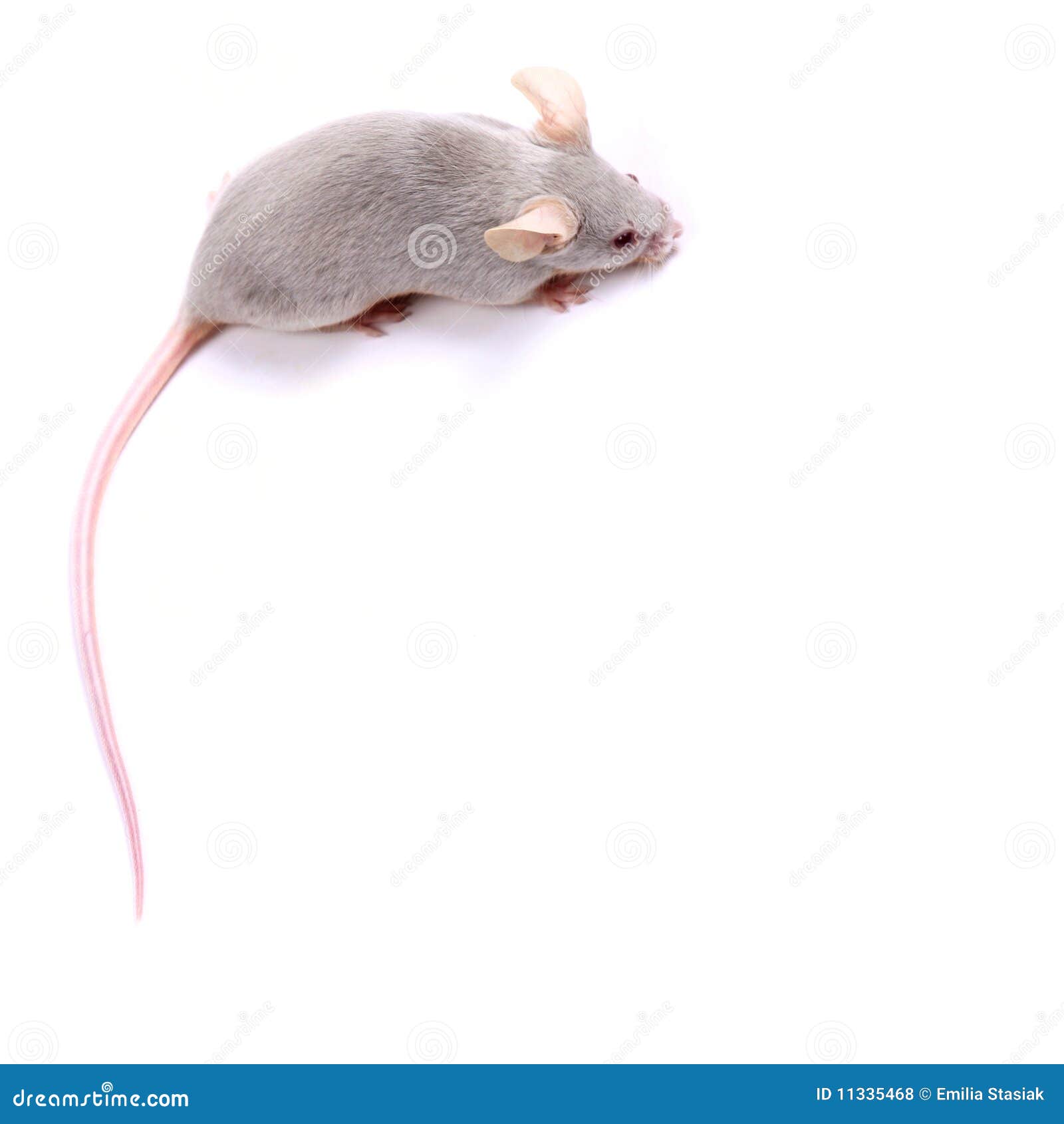 flickery mouse flickery mouse
