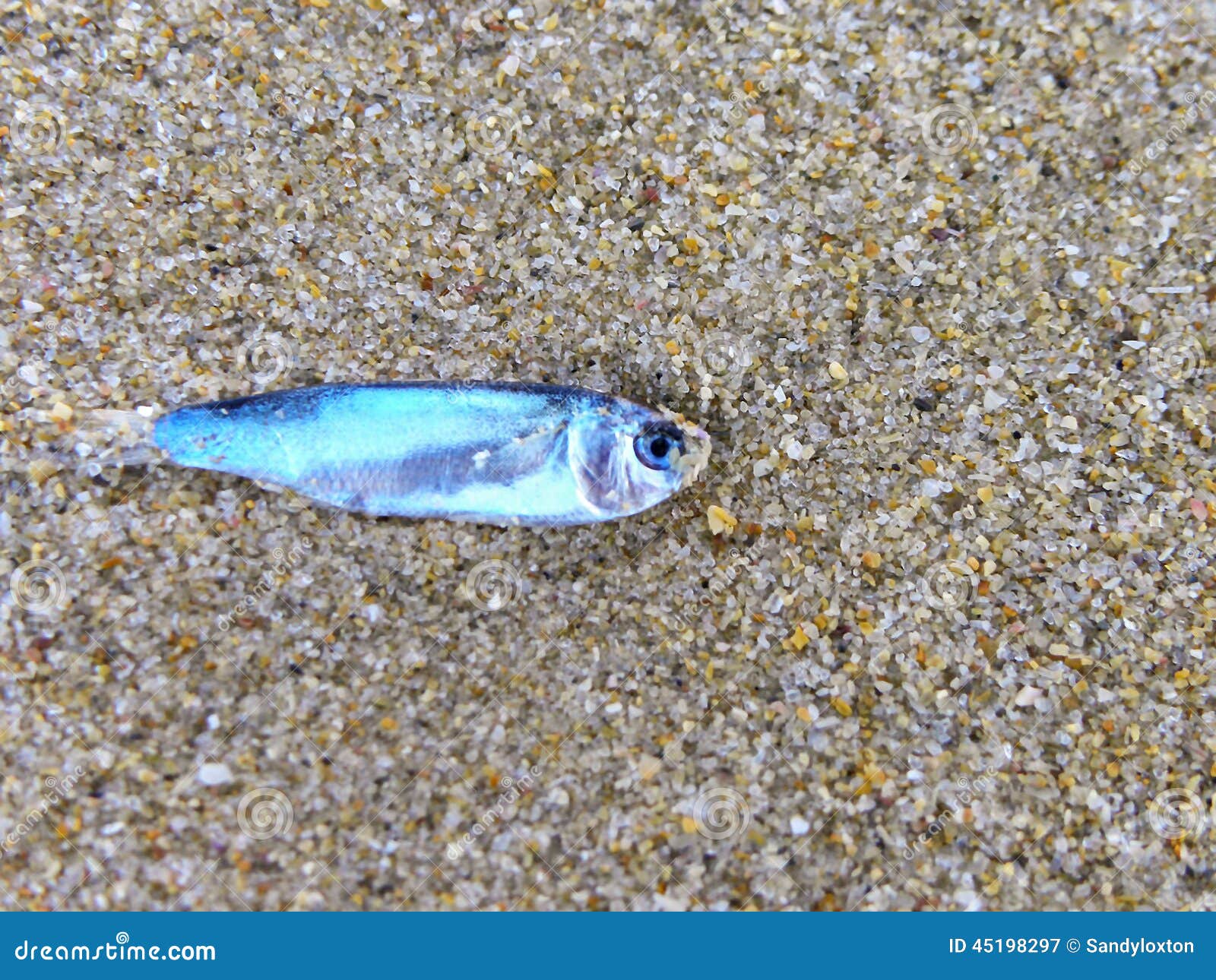 Little fish stock image. Image of fishes, south, tiny 45198297