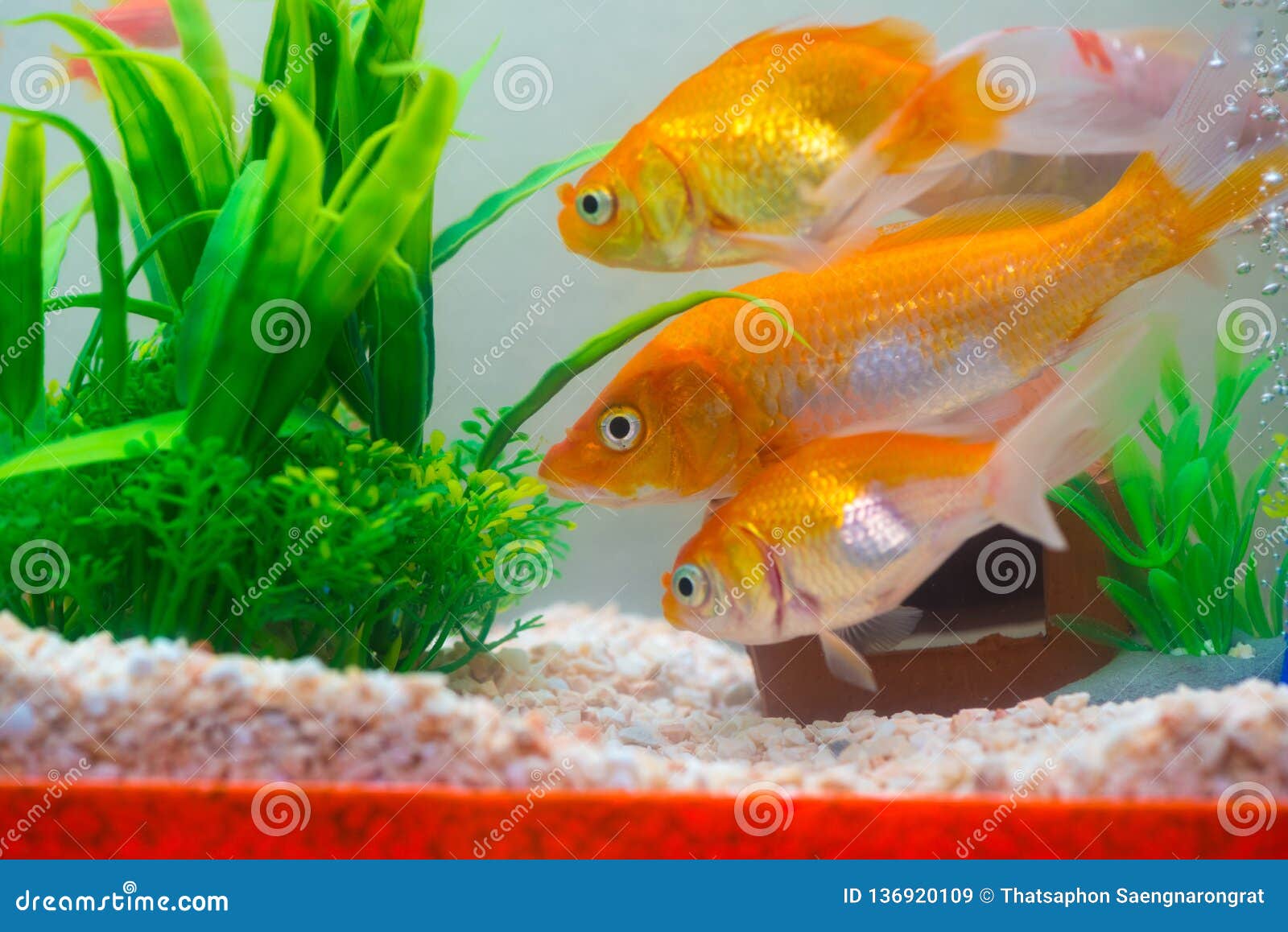 Little Fish in Fish Tank or Aquarium, Gold Fish, Guppy and Red Fish, Fancy  Carp with Green Plant, Underwater Life Stock Image - Image of plants,  glass: 136920109