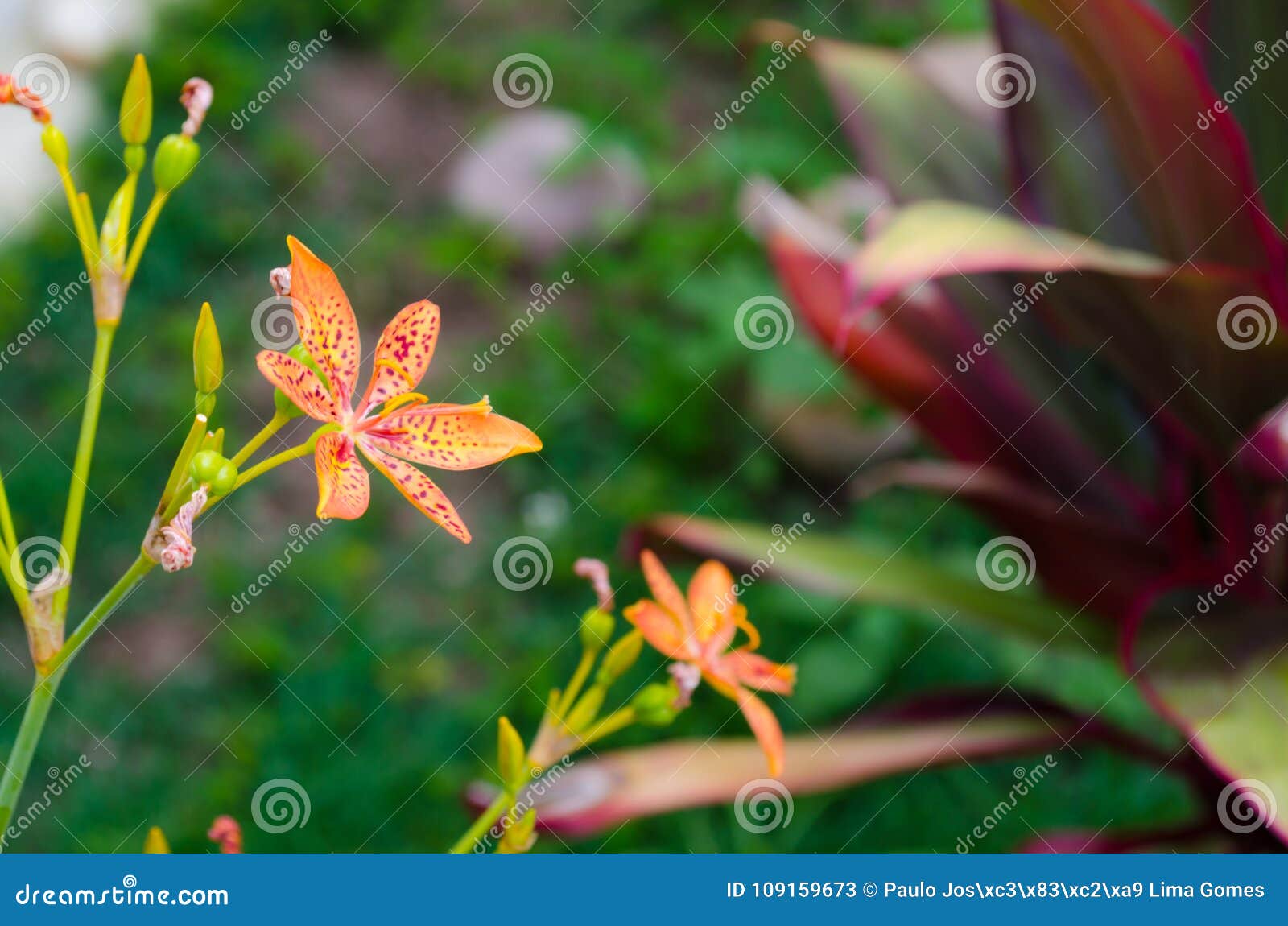 Little Flower of Leopard Lily with in a Green Background and Beautiful ...