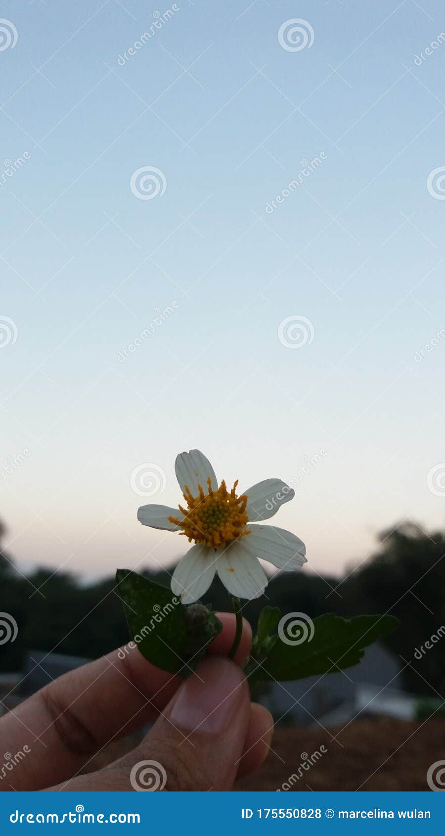 Little Flower Need More Attention Stock Photo Image of flower, attention 175550828