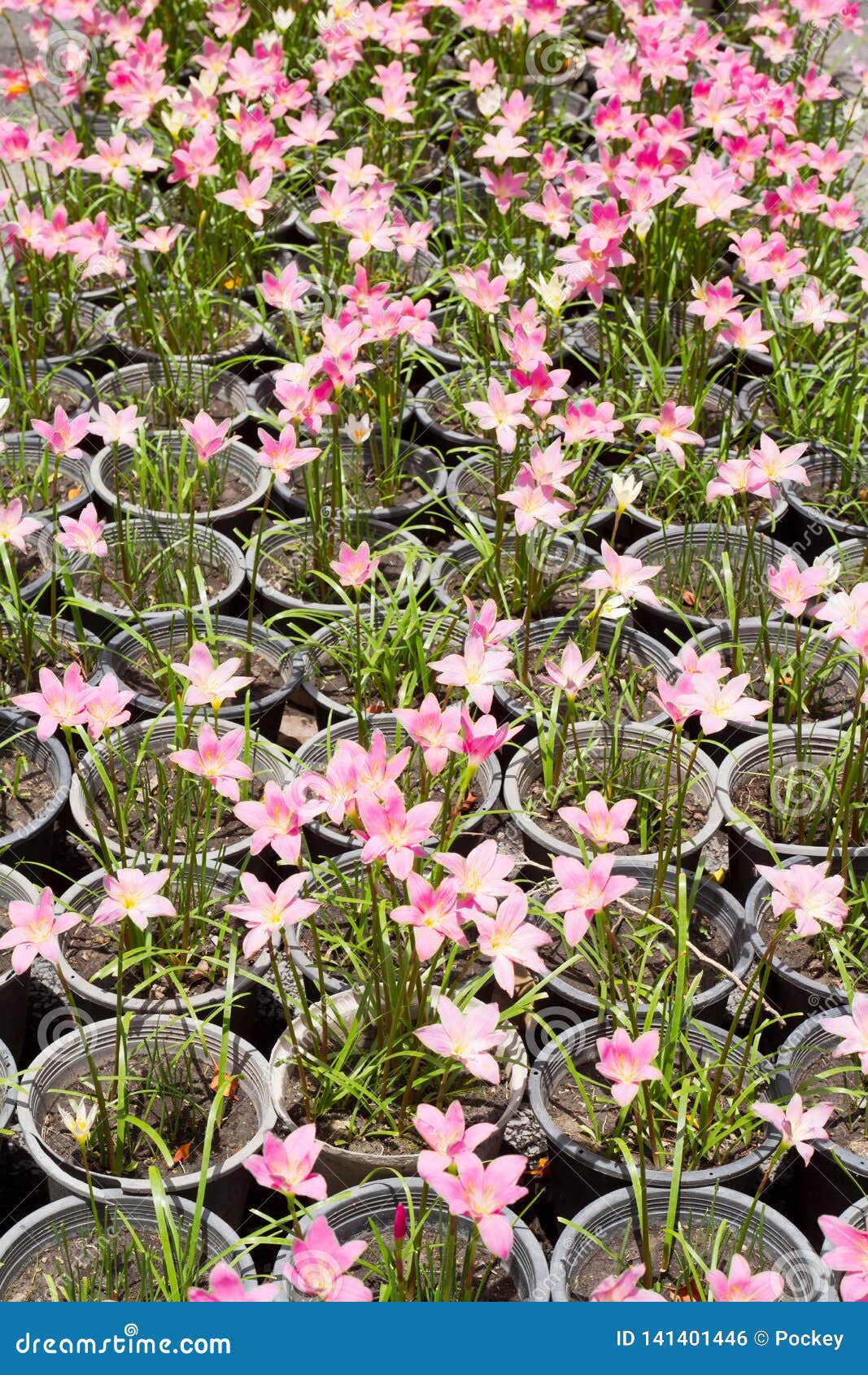 Little Flower Pots in a Plant Nursery Stock Photo Image of flora