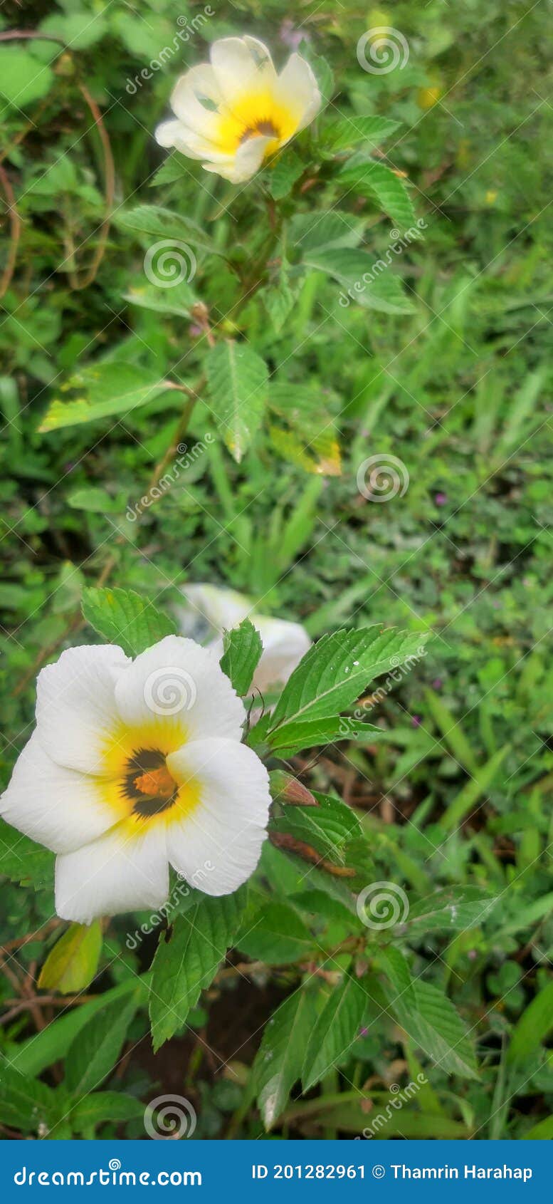 little flowers of bush land