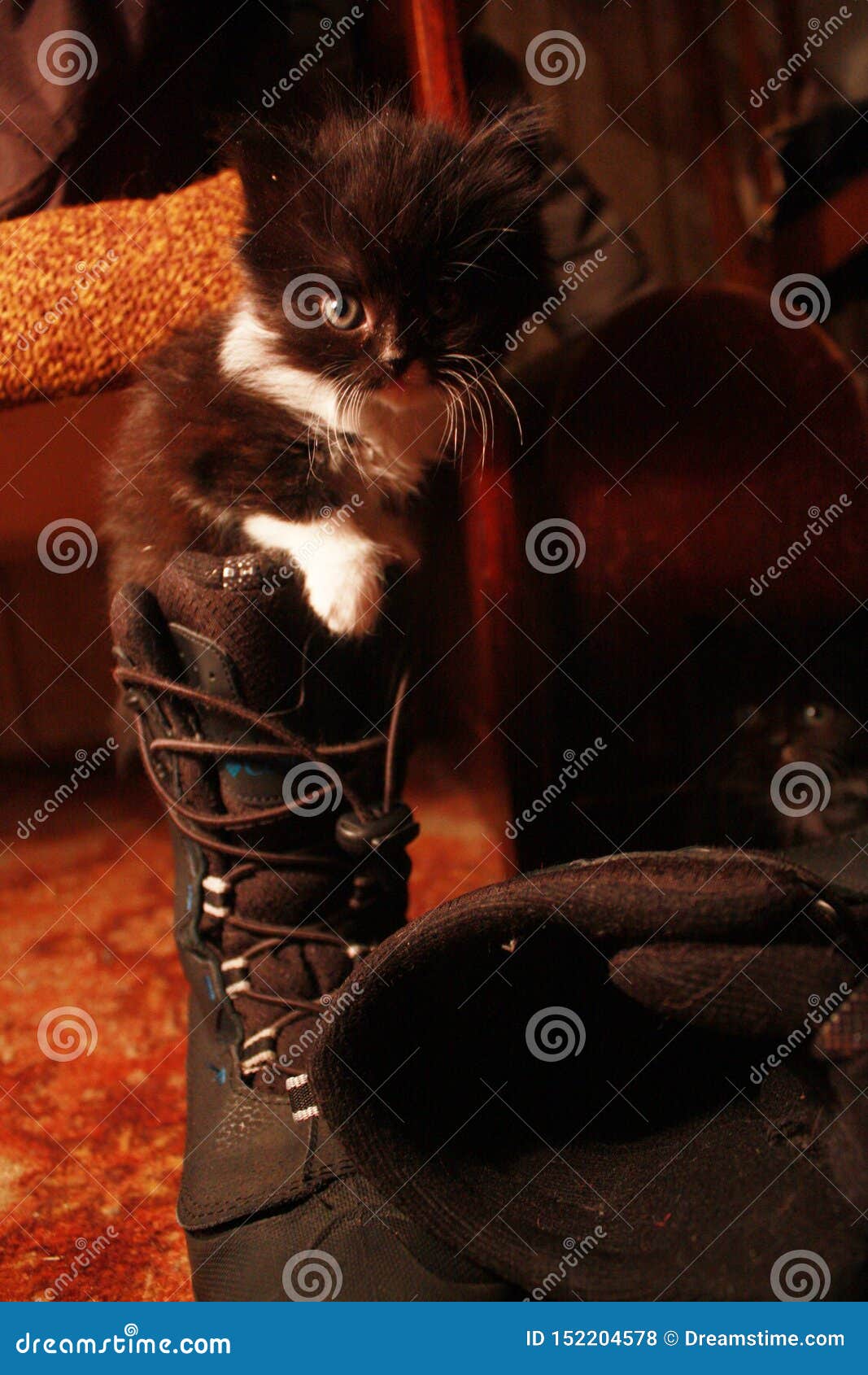 Cat In A Boot Stock Photo Image Of Charming Childrens 152204578