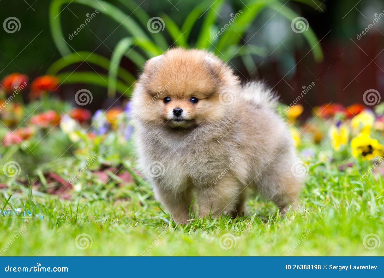 little fluffy pomeranian puppy