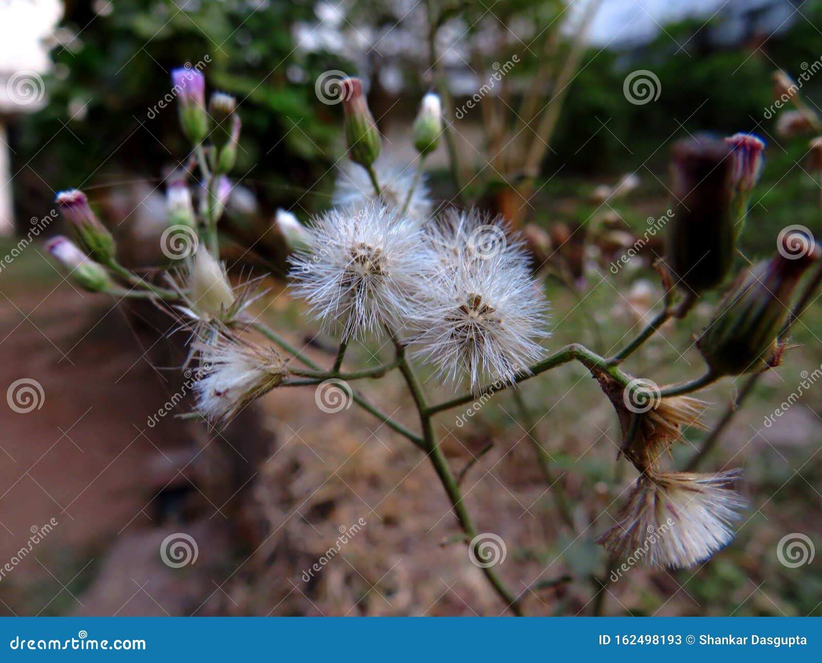 LITTLE FLUFFY WEEDS stock image. Image of follicles 162498193