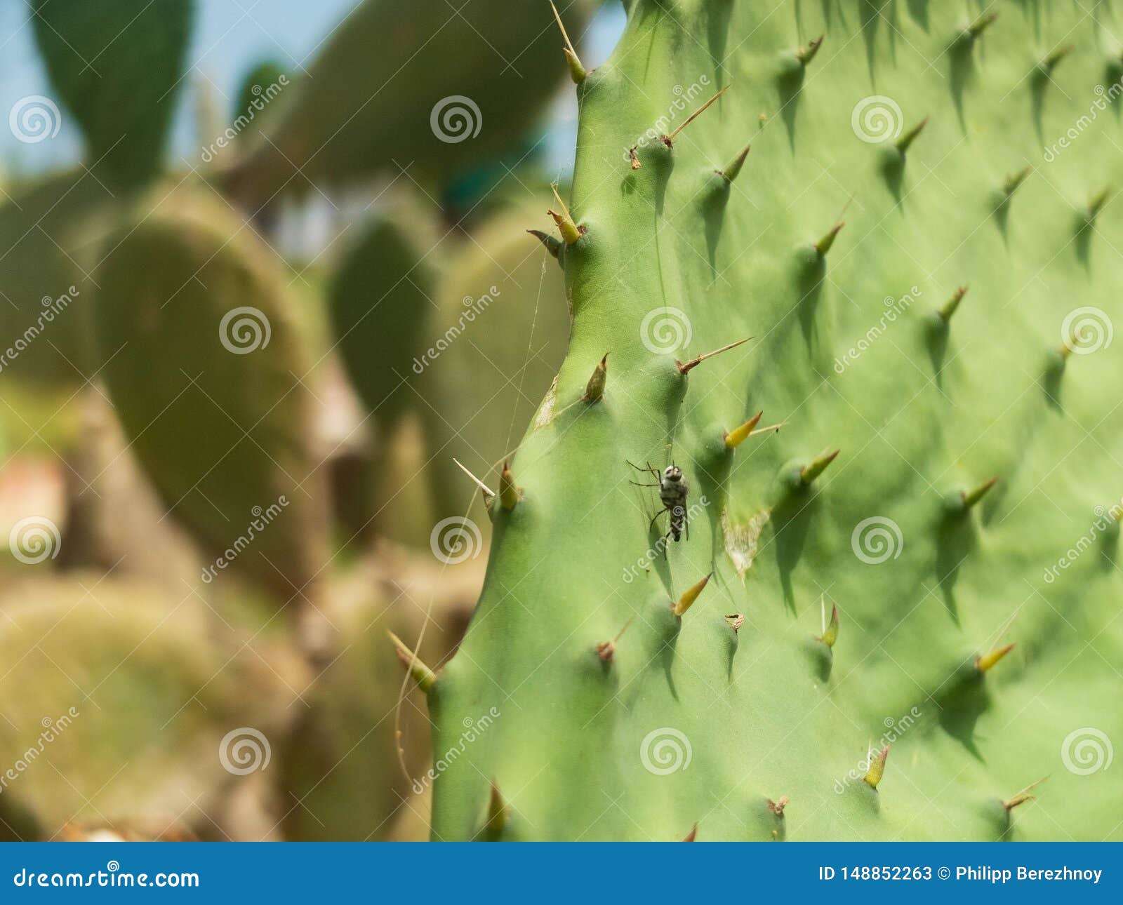 Little Fly on the Cactus Leaf. Closeup, Macro Stock Image Image of