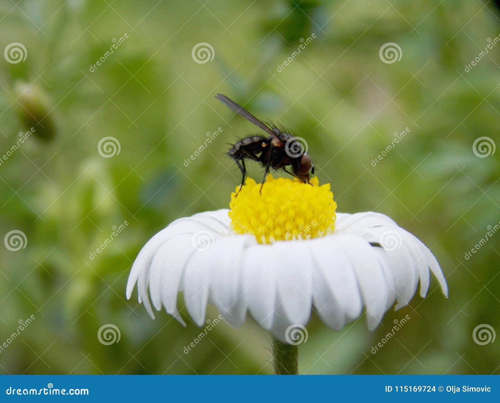 Little fly on the flower stock photo. Image of little 115169724