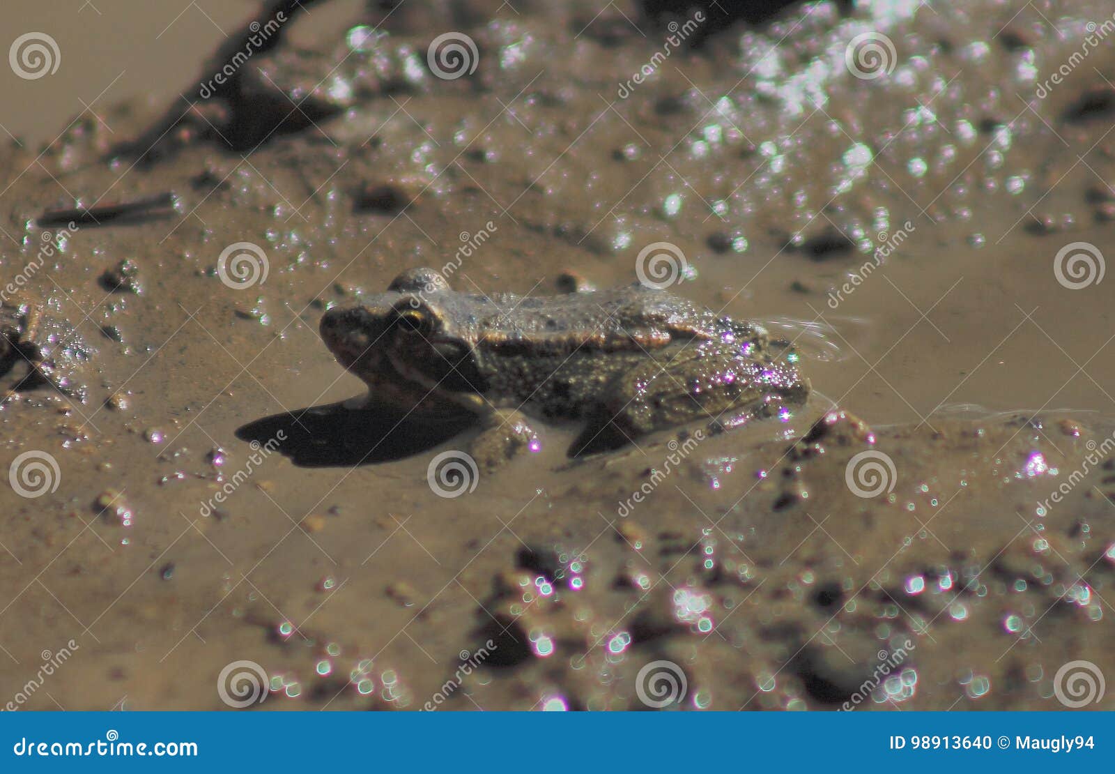 A Little Frog Hiding in a Muddy Puddle. the Life of Animals. Stock Photo -  Image of animals, hiding: 98913640