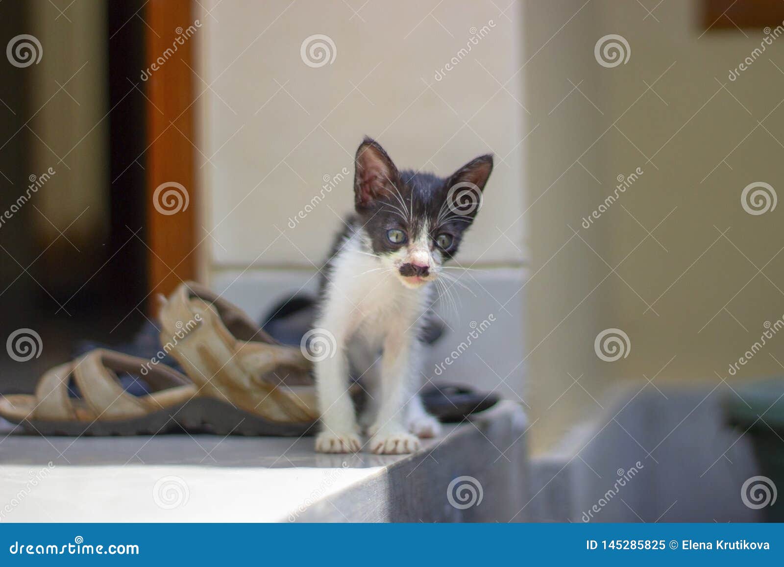 Little Funny Kitten with a Mustache Like Hitler Stock Image Image of