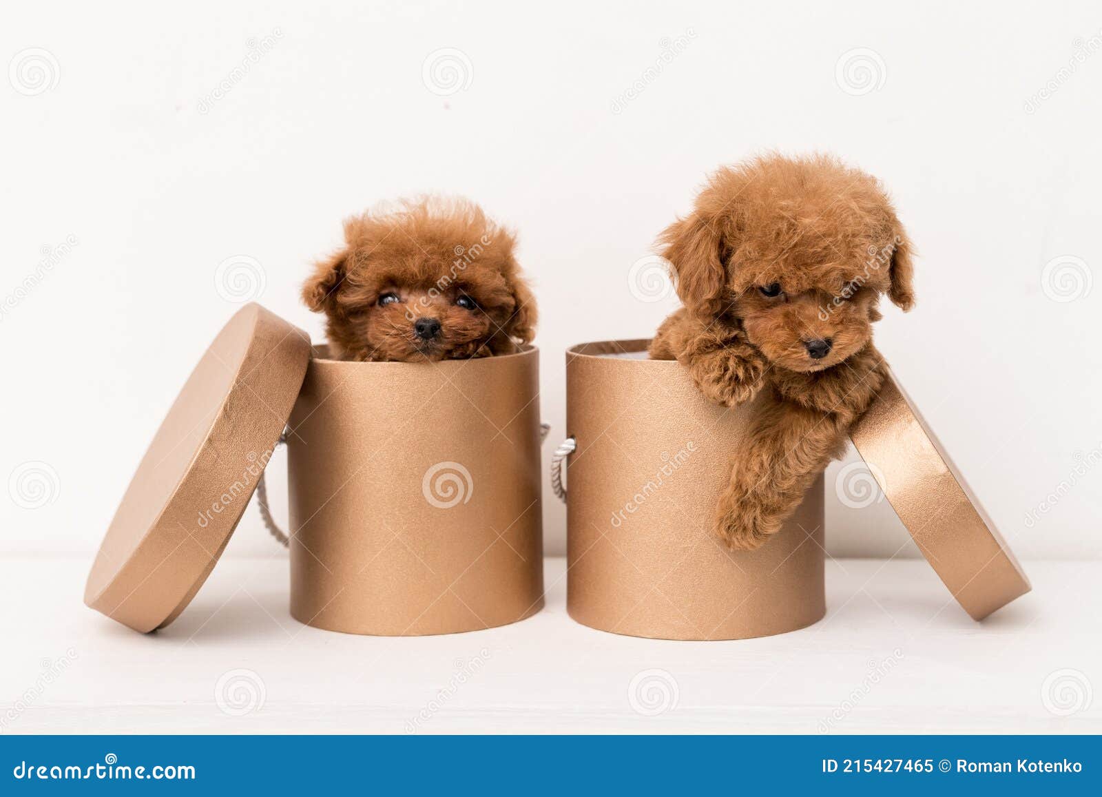 muzzle for toy poodle